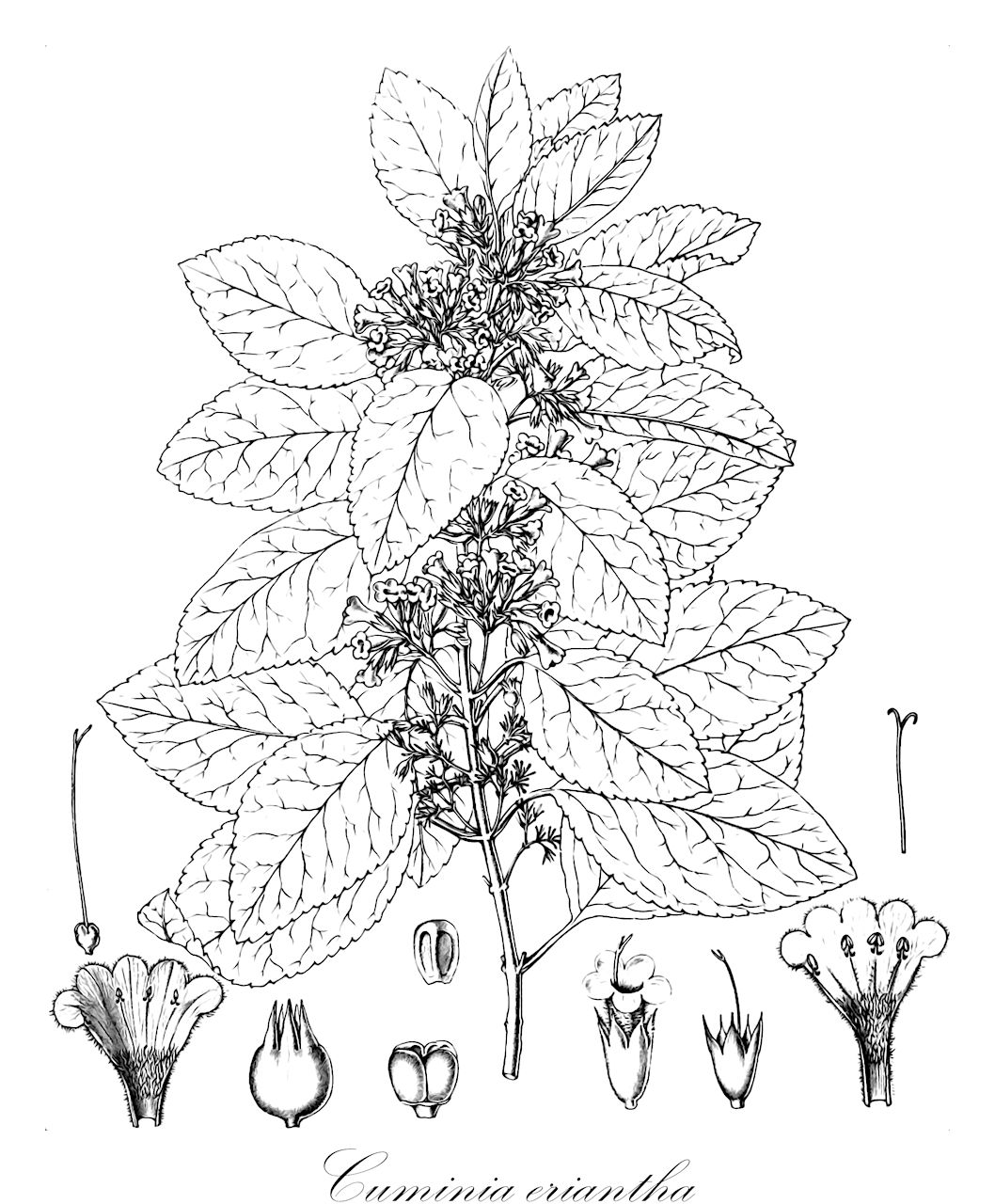 Cuminia eriantha - Lamiaceae,Plantae,Pteridobiotina,Angiosperms,Lamiales,Lamiaceae,Cuminia,Cuminia eriantha,Bystropogon erianthus