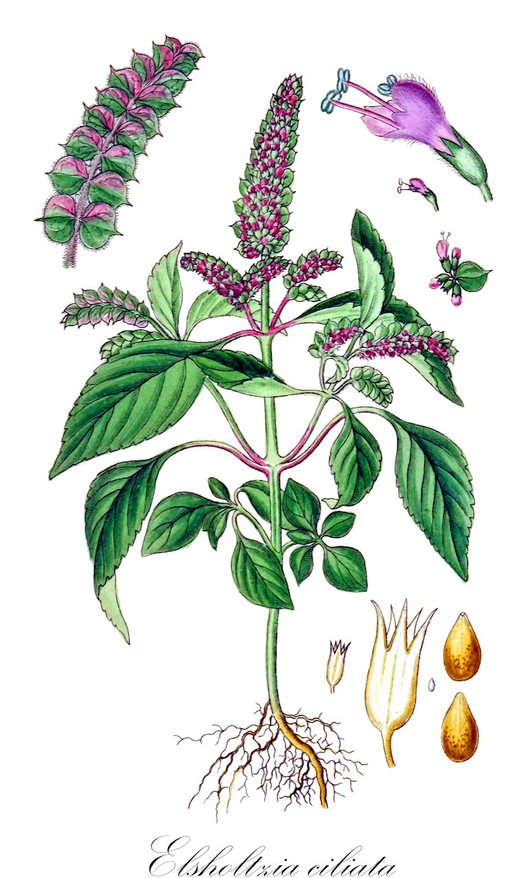 Elsholtzia ciliata - Lamiaceae,Plantae,Pteridobiotina,Angiosperms,Lamiales,Lamiaceae,Elsholtzia,Elsholtzia ciliata,Elsholtzia ciliata f. leucantha, Elsholtzia ciliata var. brevipes, Elsholtzia ciliata var. depauperata, Elsholtzia ciliata var. duplicatocrenata, Elsholtzia ciliata var. minima, Elsholtzia ciliata var. ramosa, Elsholtzia ciliata var. remota, Elsholtzia communis var. longipilosa, Elsholtzia cristata, Elsholtzia cristata f. leucantha, Elsholtzia cristata f. ruderalis, Elsholtzia cristata f. saxatilis, Elsholtzia cristata var. ramosa, Elsholtzia cristata var. saxatilis, Elsholtzia cypriani var. longipilosa, Elsholtzia formosana, Elsholtzia hallasanensis, Elsholtzia hallasanensis f. albiflora, Elsholtzia interrupta, Elsholtzia patrinii, Elsholtzia pseudocristata, Elsholtzia pseudocristata var. saxatilis, Elsholtzia saxatilis, Elsholtzia serotina, Elsholtzia splendens f. albiflora, Elsholtzia splendens var. hallasanensis, Elsholtzia springia, Hyssopus bracteatus, Hyssopus ocymifolius, Mentha baikalensis, Mentha cristata, Mentha ovata, Mentha patrinii, Mentha perilloides, Perilla polystachya, Sideritis ciliata, Sideritis ciliata var. mokpoensis,Kammminze;Echte Kammminze;alhucema;alhucemón;эльсгольция реснитчатая;шандра реснитчатая;эльсгольция Патрина;köri yaprağı;češljasta metvica;kammynta;elszolcja orzęciona;marzymięta grzebieniasta;naginata-kôju;ナギナタコジュ;ナギナタコウジュ;szálkamenta;klasnatka brvitá;elsholtzia brvitá;klasnatka brvitá;ельшольція війчаста;sugarihumünt;Patrina sievmētra;kammynte;helttaminttu;kvapioji aniužė;xiāng rú;香薷