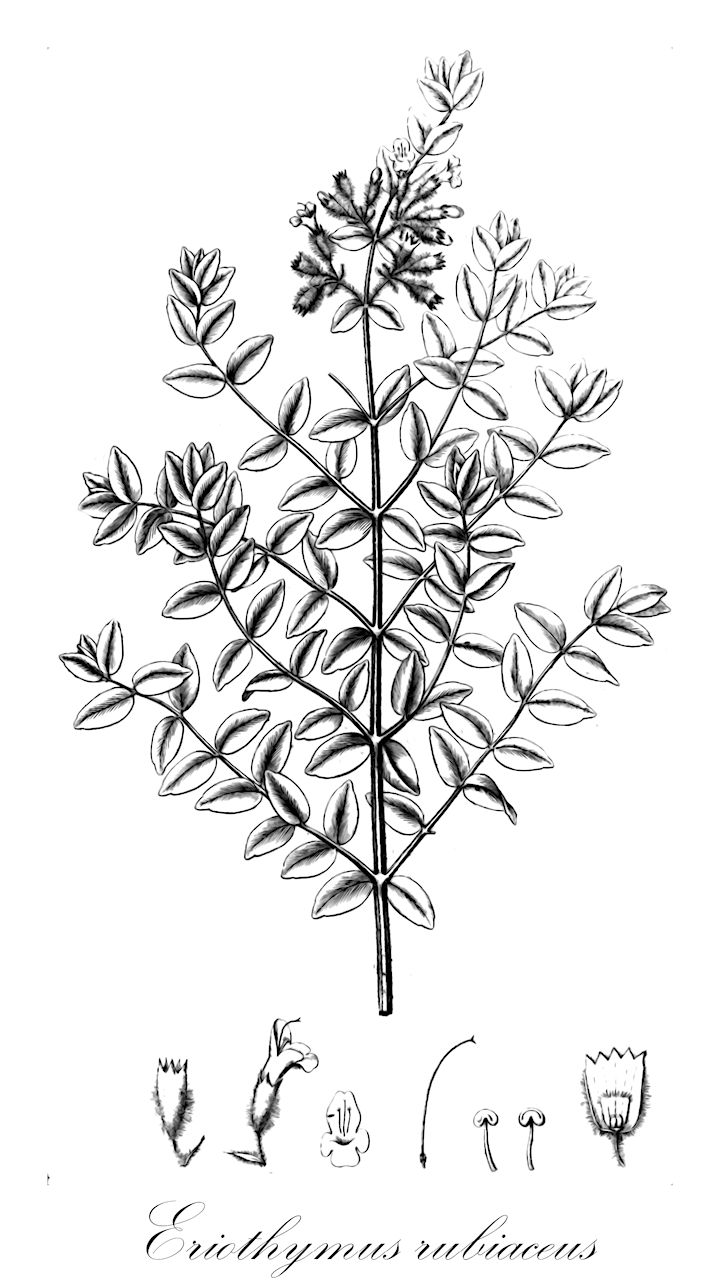 Eriothymus rubiaceus - Lamiaceae,Plantae,Pteridobiotina,Angiosperms,Lamiales,Lamiaceae,Eriothymus,Eriothymus rubiaceus,Hedeoma rubiacea, Keithia rubiacea