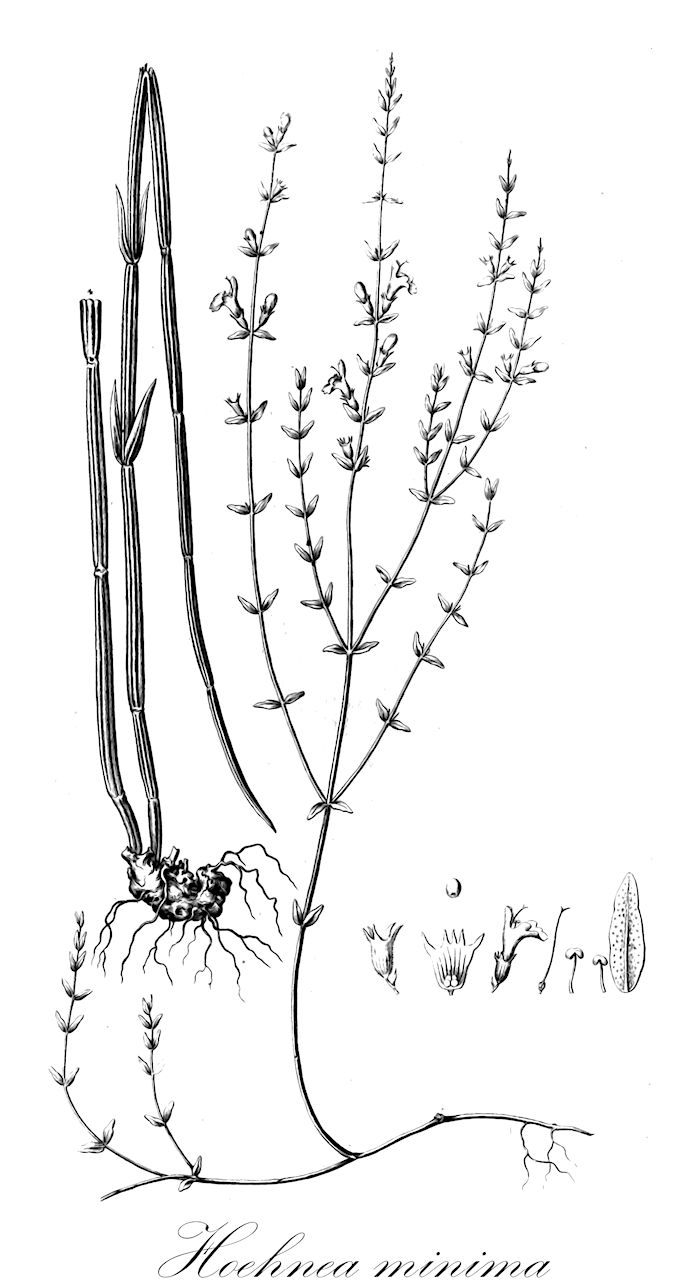 Hoehnea minima - Lamiaceae,Plantae,Pteridobiotina,Angiosperms,Lamiales,Lamiaceae,Hoehnea,Hoehnea minima,Keithia minima