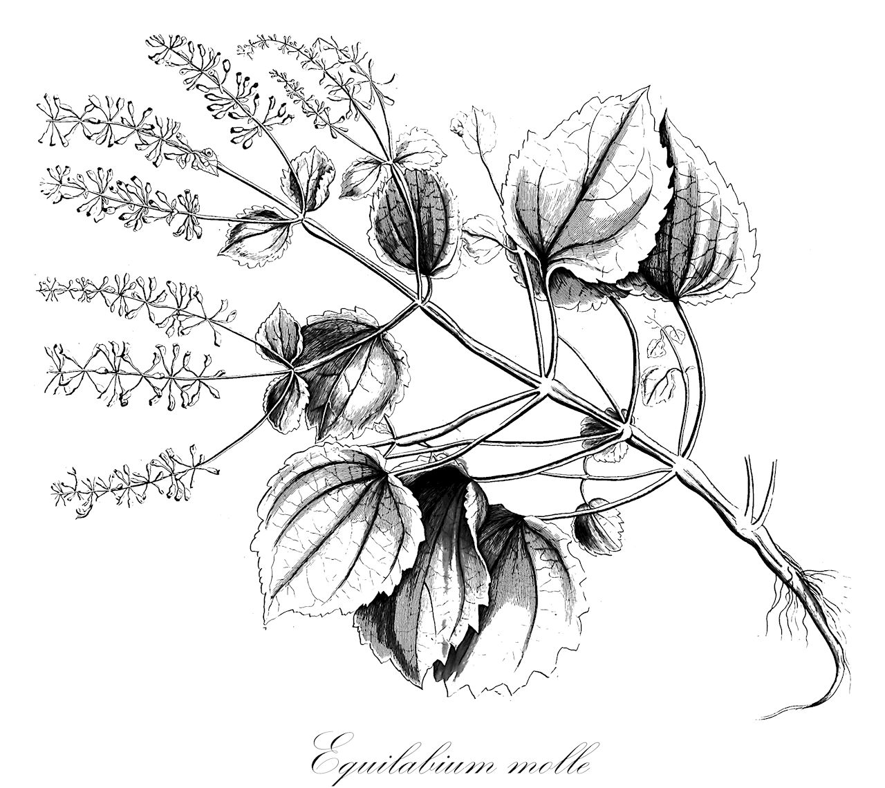 Equilabium molle - Lamiaceae,Plantae,Pteridobiotina,Angiosperms,Lamiales,Lamiaceae,Equilabium,Equilabium molle,Ocimum cordifolium, Ocimum maypurense, Ocimum molle, Plectranthus cordifolius, Plectranthus divaricatus, Plectranthus incanus, Plectranthus maypurensis, Plectranthus mollis, Plectranthus secundus