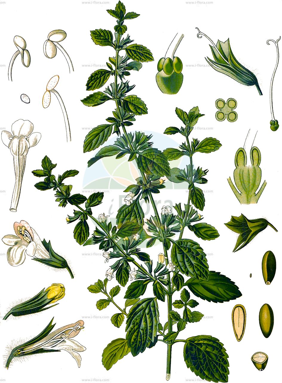 Melissa officinalis - Lamiaceae,Plantae,Pteridobiotina,Angiosperms,Lamiales,Lamiaceae,Melissa,Melissa officinalis,Faucibarba officinalis, Mutelia officinalis, Thymus melissa,Zitronen-Melisse;Melisse;Citronenmelisse;Gartenmelisse;balm;bee balm;lemon balm;common balm;Mélisse officinale;mélisse citronelle;piment des abeilles;melisa;toronjil;abejera;albedarumbre;apiastro;cedrón;cidronela;hierba limonera;hierba luna;hoja de limón;limoncillo;limonera;pasto de abejas;té de calazo;té de huerto;tolongina;toronjil cidrado;toronjil de limón;toronjina;toronjuil falso;Melissa vera;appiastro;cedronella;limoncina;erba cedrata;citroenmelisse;limonete;anafes;chá-da-frança;cidreira;citronela-menor;coroa-de-rei;erva-cidreira;melissa;лимонник;мелисса лекарственная;oğulotu;milcë;arangí;bedaranjí;cidrac;citronella;herba abellera;herba cidra;herba cidrera;herba llimonera;mlissa;tarongina;ljekoviti matičnjak;citronmeliss;melisa lekarska;remonbâmu;レモンバーム;navadna melisa;citromfű;meduňka lékařská;medovka lekárska;меліса лікарська;маточина;sitruunamelissa;melisah refu'it;מֵלִיסָה רְפוּאִית;xiāng fēng huā;香蜂花