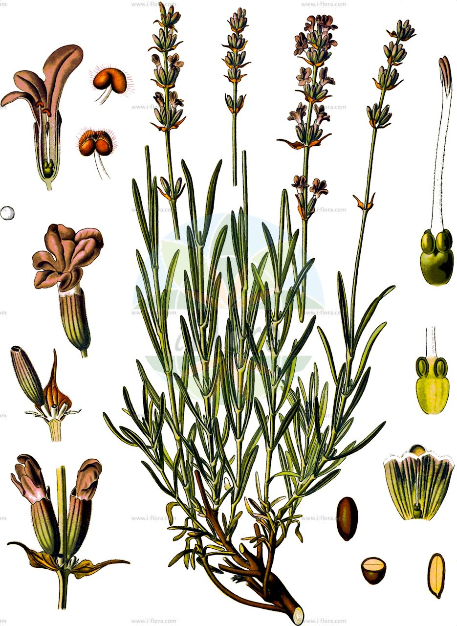 Lavandula angustifolia - Lamiaceae,Plantae,Pteridobiotina,Angiosperms,Lamiales,Lamiaceae,Lavandula,Lavandula angustifolia,Lavendel;Echter Lavendel;Schmalblatt-Lavendel;Schmalblättriger Lavendel;garden lavender;common lavender;english lavender;french lavender;lavender;Lavande vraie;lavande femelle;lavande commune;lavande officinale;aspic;faux nard;garde-robe;lavande à feuilles étroites;lavande fine;lavande spic;nard d'Italie;spicanard;banda;espícol;espiégol;espigó;espígola;espigoleta;espigolina;espliego común;espliego fino;lavanda hembra;lavándula;pániol;póliol;Lavanda vera;banda;fior di spigo;spigo;krus-skräppa;echte lavendel;alfazema;lavanda;лаванда колосистая;лаванда колосковая;лаванда колосовая;лаванда настоящая;лаванда узколистная;lavanta;lavandë;barballó;espic;espígol;espígol femella;espígol ver;espigolina;lavendel;lavendel;lawenda wąskolistna;prava sivka;közönséges levendula;levandule lékařská;levanduľa úzkolistá;лаванда вузьколиста;лавандула;xūn yī cǎo;薰衣草