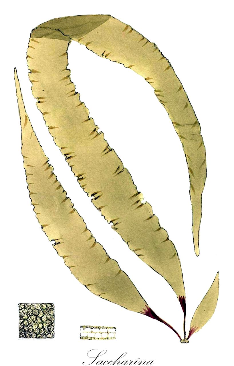 Saccharina - Laminariaceae,Biota,Chromista,Ochrophyta,Phaeophyceae,Laminariales,Laminariaceae,Saccharina,Cimazone