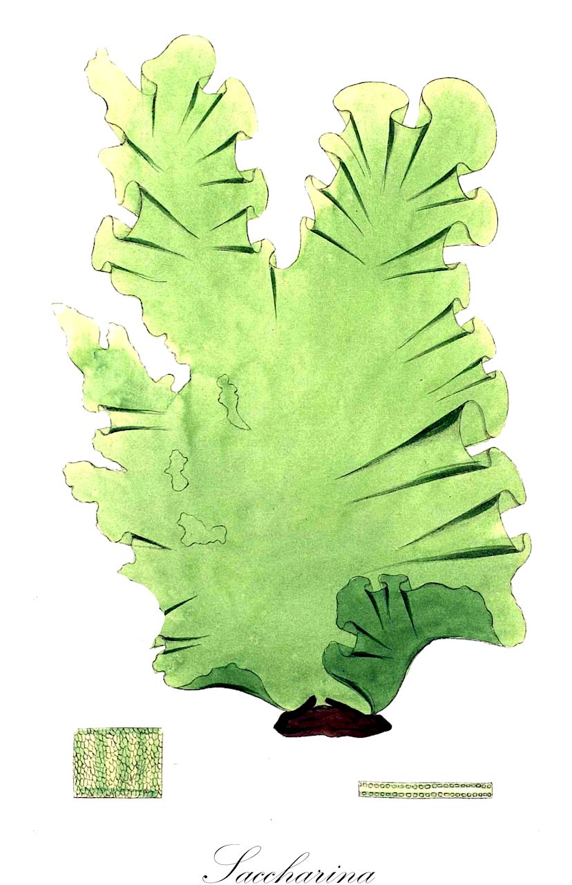 Saccharina - Laminariaceae,Biota,Chromista,Ochrophyta,Phaeophyceae,Laminariales,Laminariaceae,Saccharina,Cimazone