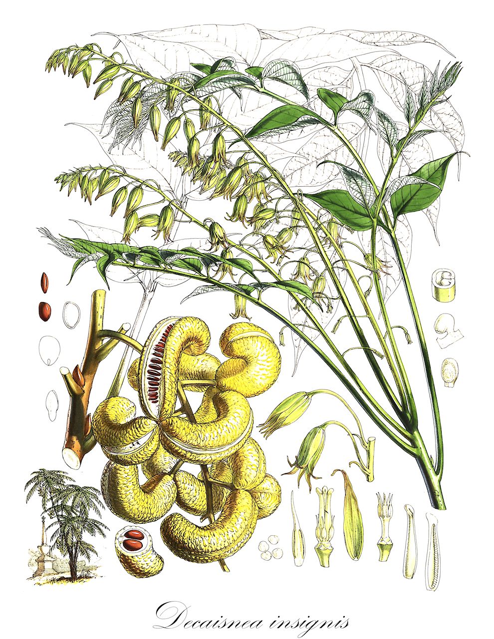 Decaisnea insignis - Lardizabalaceae,Plantae,Pteridobiotina,Angiosperms,Ranunculales,Lardizabalaceae,Decaisnea,Decaisnea insignis,Slackia insignis,Blauschotenbaum;Gurkenstrauch