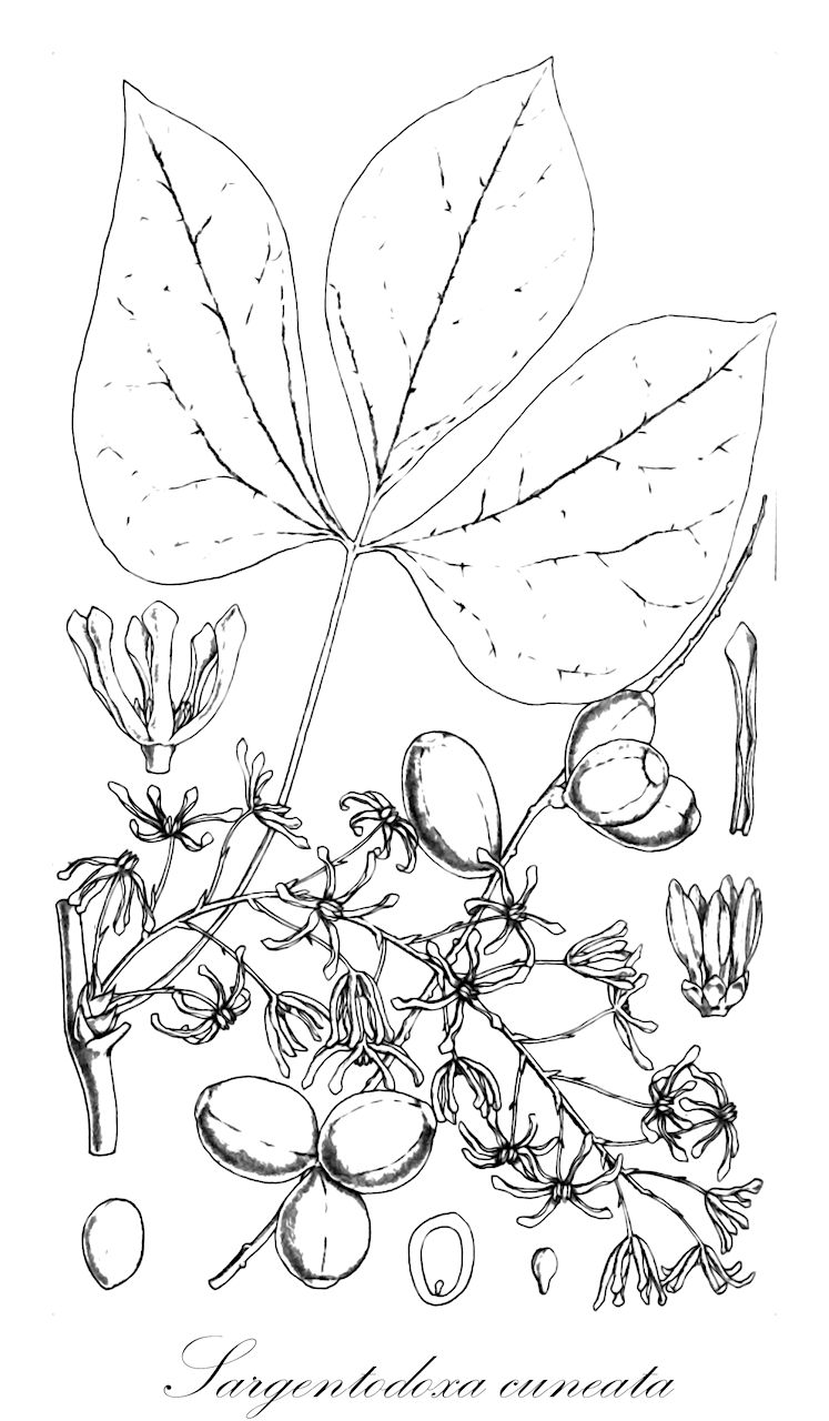 Sargentodoxa cuneata - Lardizabalaceae,Plantae,Pteridobiotina,Angiosperms,Ranunculales,Lardizabalaceae,Sargentodoxa,Sargentodoxa cuneata,Holboellia cuneata, Sargentodoxa simplicifolia
