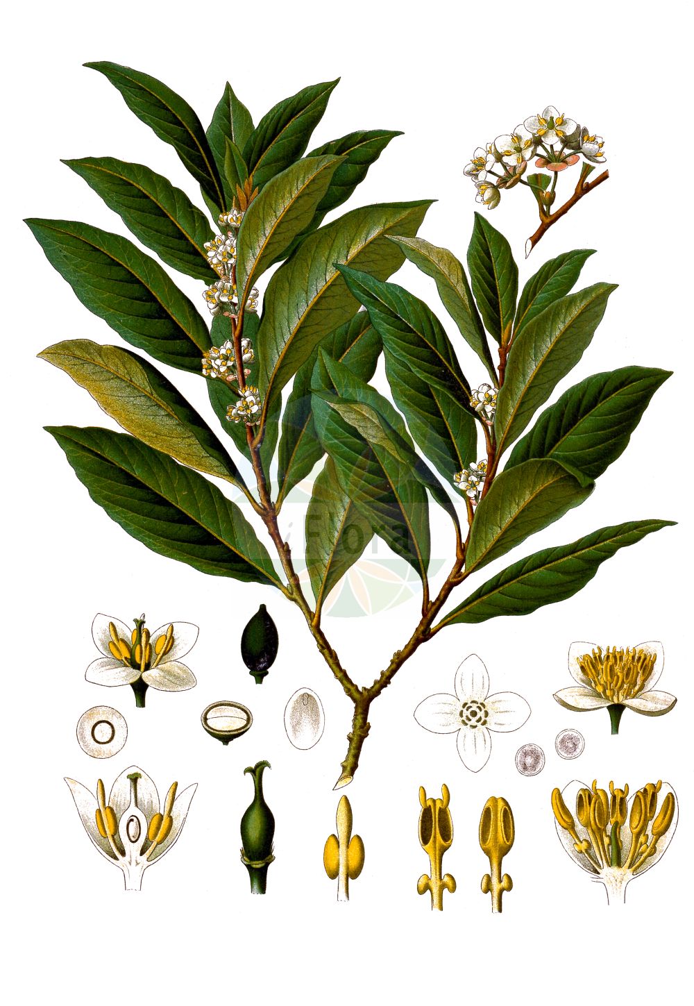 Laurus nobilis - Lauraceae,Plantae,Pteridobiotina,Angiosperms,Laurales,Lauraceae,Laurus,Laurus nobilis,Laurus angusta, Laurus nobilis f. lanceolata, Laurus nobilis f. latifolia, Laurus nobilis var. angustifolia, Laurus nobilis var. floribunda, Laurus nobilis var. flos-pleno, Laurus nobilis var. lanceolata, Laurus nobilis var. latifolia, Laurus nobilis var. longifolia, Laurus nobilis var. rotundifolia, Laurus nobilis var. undulata, Laurus nobilis var. variegata, Laurus papillosa, Laurus salicifolia, Laurus tenuifolia, Laurus undulata,Gewürz-Lorbeer;Edel-Lorbeer;bay;Laurier noble;Laurier sauce;laurier franc;laurier commun;laurier à jambon;laurier d'Apollon;laurel comun;laurel común;laurel;Alloro;Lauro;alloro comun;lauro comun;gewoone laurierboom;gewone laurierboom;loureiro-comum;loireiro-vulgar;loureiro;loureiro-comúm;loureiro-dos-poetas;loureiro-vulgar;louro;sempre-verde;лавр благородный;defne;dafinë;llorer;lovor;vanlig lagerträd;gekkeiju;ゲッケイジユ;navadni lovor;лавр благородний;дафиново дърво;лаврово дърво;ar atzil;עָר אָצִיל;chejrate sidna-moussa;yuè guì shǔ;月桂属