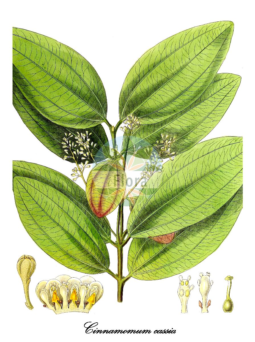 Cinnamomum burmanni - Lauraceae,Plantae,Pteridobiotina,Angiosperms,Laurales,Lauraceae,Cinnamomum,Cinnamomum burmanni,Cinnamomum ammannii, Cinnamomum burmanni var. angustifolium, Cinnamomum burmanni var. chinense, Cinnamomum burmanni var. kiamis, Cinnamomum cassia, Cinnamomum chinense, Cinnamomum dulce, Cinnamomum dulce, Cinnamomum dulce var. ammannii, Cinnamomum dulce var. sieboldii, Cinnamomum dulce var. thunbergii, Cinnamomum hainanense, Cinnamomum kiamis, Cinnamomum kiamis, Cinnamomum macrostemon, Cinnamomum miaoshanense, Cinnamomum mindanaense, Cinnamomum mutabile, Cinnamomum mutabile, Cinnamomum nitidum, Cinnamomum sieboldii, Cinnamomum suaveolens, Cinnamomum thunbergii, Laurus burmanni, Laurus cinnamomoides, Laurus cinnamomum, Laurus dulcis, Laurus nitida, Persea dulcis, Persea nitida,Gewürz-Zimtbaum