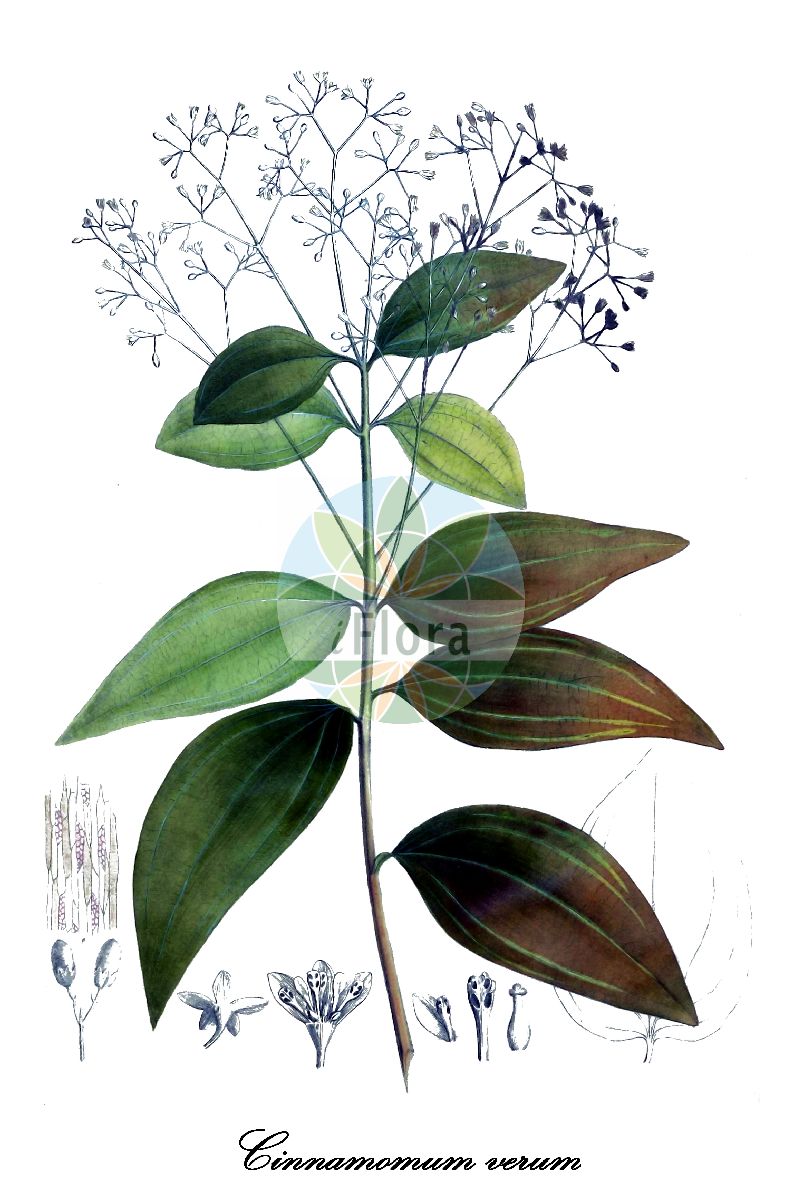 Cinnamomum verum - Lauraceae,Plantae,Pteridobiotina,Angiosperms,Laurales,Lauraceae,Cinnamomum,Cinnamomum verum,Camphora mauritiana, Camphorina cinnamomum, Cinnamomum alexii, Cinnamomum antillarum, Cinnamomum aromaticum, Cinnamomum barthii, Cinnamomum bengalense, Cinnamomum biafranum, Cinnamomum bonplandii, Cinnamomum boutonii, Cinnamomum capense, Cinnamomum carolinense var. oblongum, Cinnamomum cayennense, Cinnamomum cinnamomum, Cinnamomum commersonii, Cinnamomum cordifolium, Cinnamomum decandollei, Cinnamomum delessertii, Cinnamomum ellipticum, Cinnamomum erectum, Cinnamomum humboldtii, Cinnamomum iners, Cinnamomum karrouwa, Cinnamomum leptopus, Cinnamomum leschenaultii, Cinnamomum madrassicum, Cinnamomum maheanum, Cinnamomum maheanum var. karrouwa, Cinnamomum mathewianum, Cinnamomum mauritianum, Cinnamomum meissneri, Cinnamomum ovatum, Cinnamomum pallasii, Cinnamomum pleei, Cinnamomum pourretii, Cinnamomum regelii, Cinnamomum riedelii, Cinnamomum roxburghii, Cinnamomum sieberi, Cinnamomum sonneratii, Cinnamomum vaillantii, Cinnamomum variabile, Cinnamomum wolkensteinii, Cinnamomum zeylanicum, Cinnamomum zeylanicum subsp. antillanum, Cinnamomum zeylanicum unr. chartaceum, Cinnamomum zeylanicum var. asperifolium, Cinnamomum zeylanicum var. cassia, Cinnamomum zeylanicum var. commune, Cinnamomum zeylanicum var. cordifolium, Cinnamomum zeylanicum var. cordifolium, Cinnamomum zeylanicum var. foeniculaceum, Cinnamomum zeylanicum var. inodorum, Cinnamomum zeylanicum var. microphyllum, Cinnamomum zeylanicum var. subcordatum, Cinnamomum zeylanicum var. vulgare, Cinnamomum zollingeri, Laurus cassia, Laurus cinnamifera, Laurus cinnamomea, Laurus cinnamomum, Laurus cinnamomum unr. makoyanum, Laurus culitlaban, Laurus montana, Laurus rigida, Persea cinnamomum,Ceylon-Zimtbaum;Echter Zimtbaum