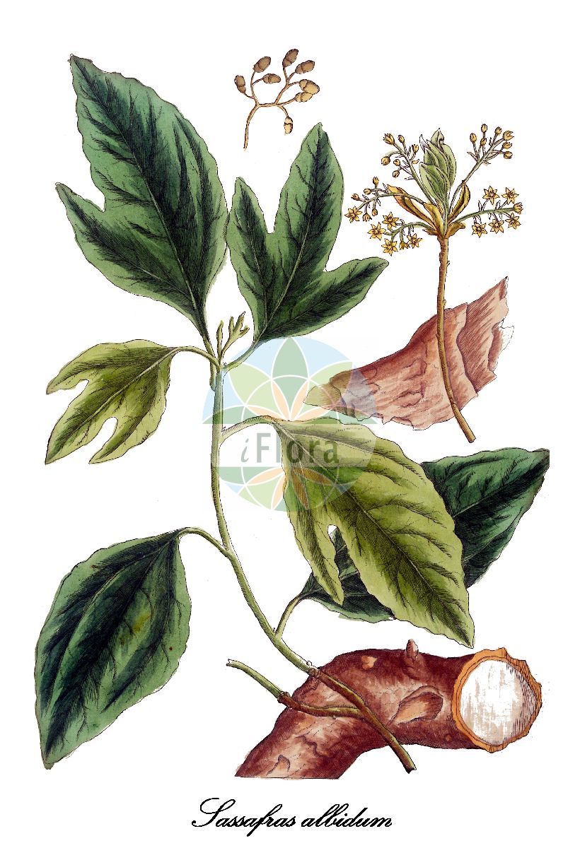 Sassafras albidum - Lauraceae,Plantae,Pteridobiotina,Angiosperms,Laurales,Lauraceae,Sassafras,Sassafras albidum,Laurus albida, Laurus albida, Laurus diversifolia, Laurus salsafraz, Laurus sassafras, Laurus variifolia, Persea sassafras, Sassafras albidum f. moldenkei, Sassafras albidum var. albidum, Sassafras albidum var. molle, Sassafras laurus, Sassafras officinale, Sassafras officinale var. albidum, Sassafras officinalis, Sassafras officinarum, Sassafras rubrum, Sassafras sassafras, Sassafras triloba, Sassafras triloba var. mollis, Sassafras variifolium, Sassafras variifolium var. albidum, Tetranthera albida,Fenchelholzbaum;Fieberbaum;Nelkenzimtbaum;Sassafras;filé;gombo filé;sassafras;white sassafras