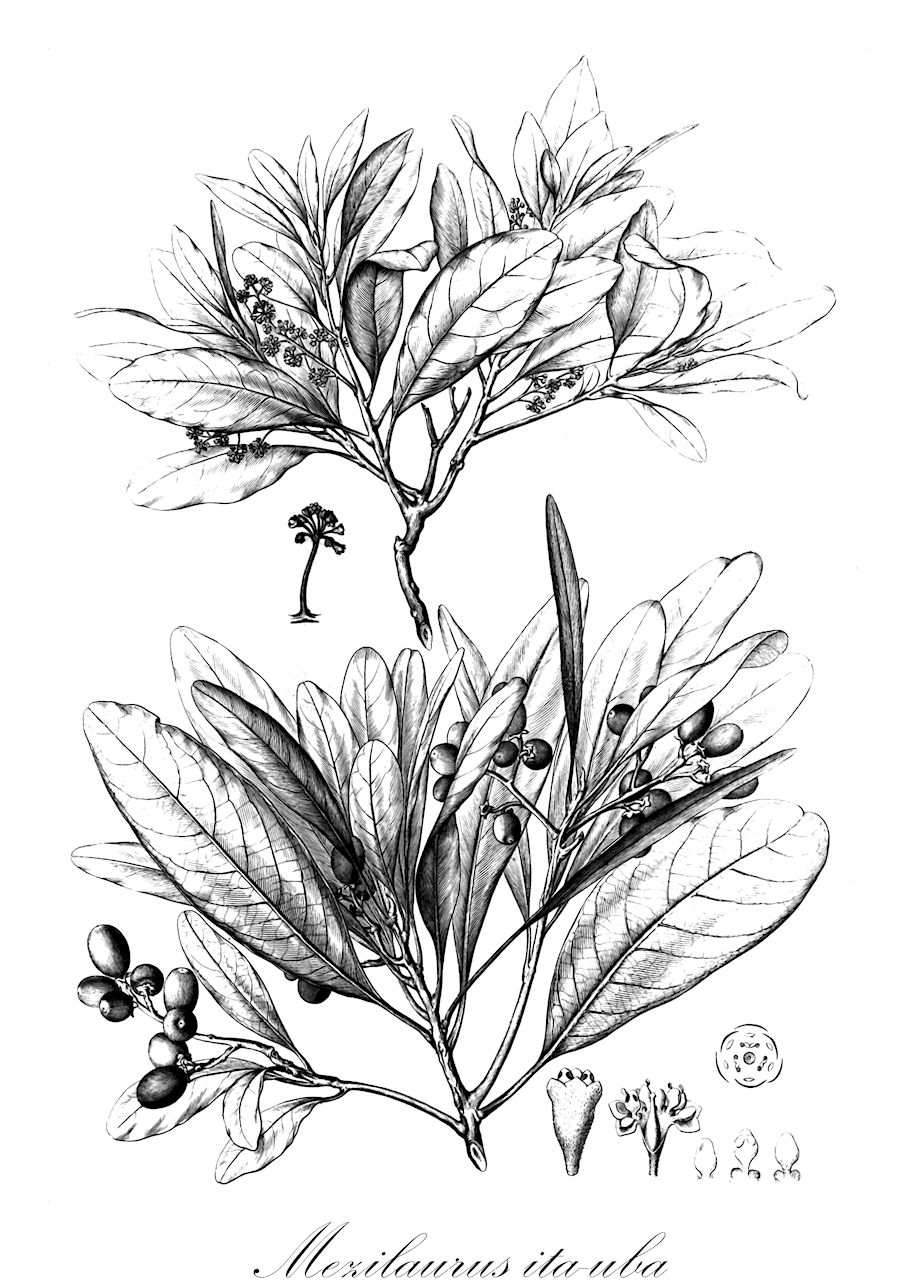 Mezilaurus ita-uba - Lauraceae,Plantae,Pteridobiotina,Angiosperms,Laurales,Lauraceae,Mezilaurus,Mezilaurus ita-uba,Acrodiclidium anacardioides, Acrodiclidium ita-uba, Acrodiclidium ita-uba var. amarella, Endiandra ita-uba, Mezia anacardiodes, Mezia anacardioides, Mezia ita-uba, Mezilaurus anacardioides, Misanteca anacardioides, Misanteca anacardioides, Ocotea hookeriana, Oreodaphne hookeriana, Silvia anacardioides, Silvia ita-uba, Silvia ita-uba, Silvia polyantha, Silvia rondonii