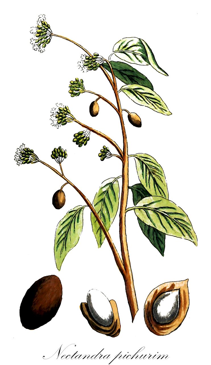 Nectandra pichurim - Lauraceae,Plantae,Pteridobiotina,Angiosperms,Laurales,Lauraceae,Nectandra,Nectandra pichurim,Aydendron laurel, Laurus pichurim, Ocotea pichurim, Persea pichurim, Tetranthera pichurim