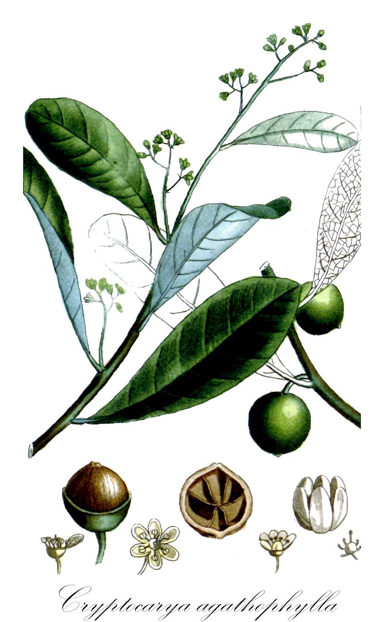 Cryptocarya agathophylla - Lauraceae,Plantae,Pteridobiotina,Angiosperms,Laurales,Lauraceae,Cryptocarya,Cryptocarya agathophylla,Agathophyllum aromaticum, Agathophyllum aromaticum, Agathophyllum ravensara, Evodia aromatica, Evodia aromatica, Evodia ravensarae, Ravensara anisata, Ravensara aromatica, Ravensara aromatica
