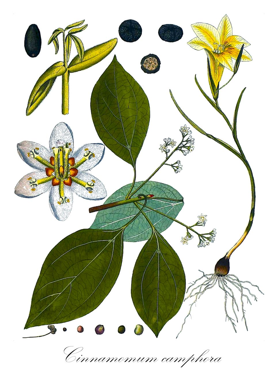 Cinnamomum camphora - Lauraceae,Plantae,Pteridobiotina,Angiosperms,Laurales,Lauraceae,Cinnamomum,Cinnamomum camphora,Camphora camelliifolia, Camphora camphora, Camphora decaisnei, Camphora decandollei, Camphora hahnemannii, Camphora hippocratei, Camphora humboldtii, Camphora microphylla, Camphora neesii, Camphora neesii var. microphylla, Camphora neesii var. pharbitifolia, Camphora officinarum, Camphora officinarum var. glaucescens, Camphora oldhamii, Camphora pharbitifolia, Camphora procera, Camphora rougieri var. glandulifera, Camphora rougierii, Camphora sieboldii, Camphora syringifolia, Camphora thouarsii, Camphora thunbergii, Camphora thwaitesii, Camphora vera, Camphora wrightii, Camphora zollingeri, Camphorina camphora, Cinnamomum camphora f. cyclophyllum, Cinnamomum camphora f. linaloolifera, Cinnamomum camphora f. parvifolia, Cinnamomum camphora subvar. hosyo, Cinnamomum camphora var. cyclophyllum, Cinnamomum camphora var. glaucescens, Cinnamomum camphora var. hosyo, Cinnamomum camphora var. lanatum, Cinnamomum camphora var. linaloolifera, Cinnamomum camphora var. nominale, Cinnamomum camphora var. rotundifolia, Cinnamomum camphora var. werffii, Cinnamomum camphoriferum, Cinnamomum camphoroides, Cinnamomum henricii, Cinnamomum nominale, Cinnamomum officinarum, Cinnamomum simondii, Cinnamomum taquetii, Laurus calycina, Laurus camphora, Laurus camphorifera, Laurus gracilis, Persea camphora,Kampherbaum;Kampherlorbeer;Kampferbaum;Kampferlorbeer;camphor tree