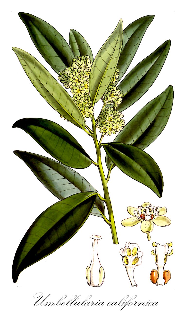 Umbellularia californica - Lauraceae,Plantae,Pteridobiotina,Angiosperms,Laurales,Lauraceae,Umbellularia,Umbellularia californica,Drimophyllum pauciflorum, Litsea californica, Oreodaphne californica, Oreodaphne regalis, Persea causticans, Tetranthera californica, Tetranthera causticans, Umbellularia californica f. pendula, Umbellularia californica var. californica, Umbellularia californica var. fresnensis,Kalifornischer Berglorbeer;california bay;california laurel;myrtle-wood;oregon-myrtle;pepperwood