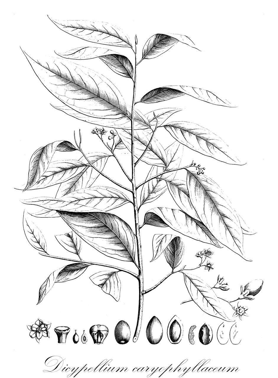 Dicypellium caryophyllaceum - Lauraceae,Plantae,Pteridobiotina,Angiosperms,Laurales,Lauraceae,Dicypellium,Dicypellium caryophyllaceum,Dicypellium caryophyllatum, Ocotea caryophyllacea, Persea caryophyllacea, Persea caryophyllata