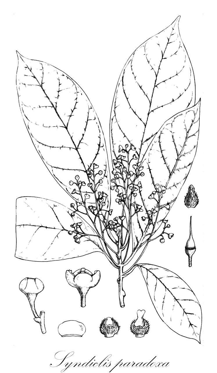 Syndiclis paradoxa - Lauraceae,Plantae,Pteridobiotina,Angiosperms,Laurales,Lauraceae,Syndiclis,Syndiclis paradoxa,Potameia paradoxa