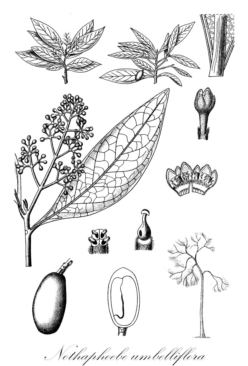 Nothaphoebe umbelliflora - Lauraceae,Plantae,Pteridobiotina,Angiosperms,Laurales,Lauraceae,Nothaphoebe,Nothaphoebe umbelliflora,Aiouea malabonga, Alseodaphne malabonga, Alseodaphne umbelliflora, Dehaasia nitida, Euphoebe umbelliflora, Nothaphoebe malabonga, Ocotea umbelliflora, Phoebe umbelliflora