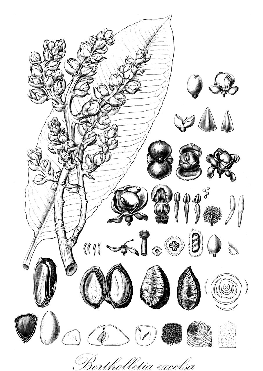 Bertholletia excelsa - Lecythidaceae,Plantae,Pteridobiotina,Angiosperms,Ericales,Lecythidaceae,Bertholletia,Bertholletia excelsa,Barthollesia excelsa, Bertholletia nobilis,Paranussbaum