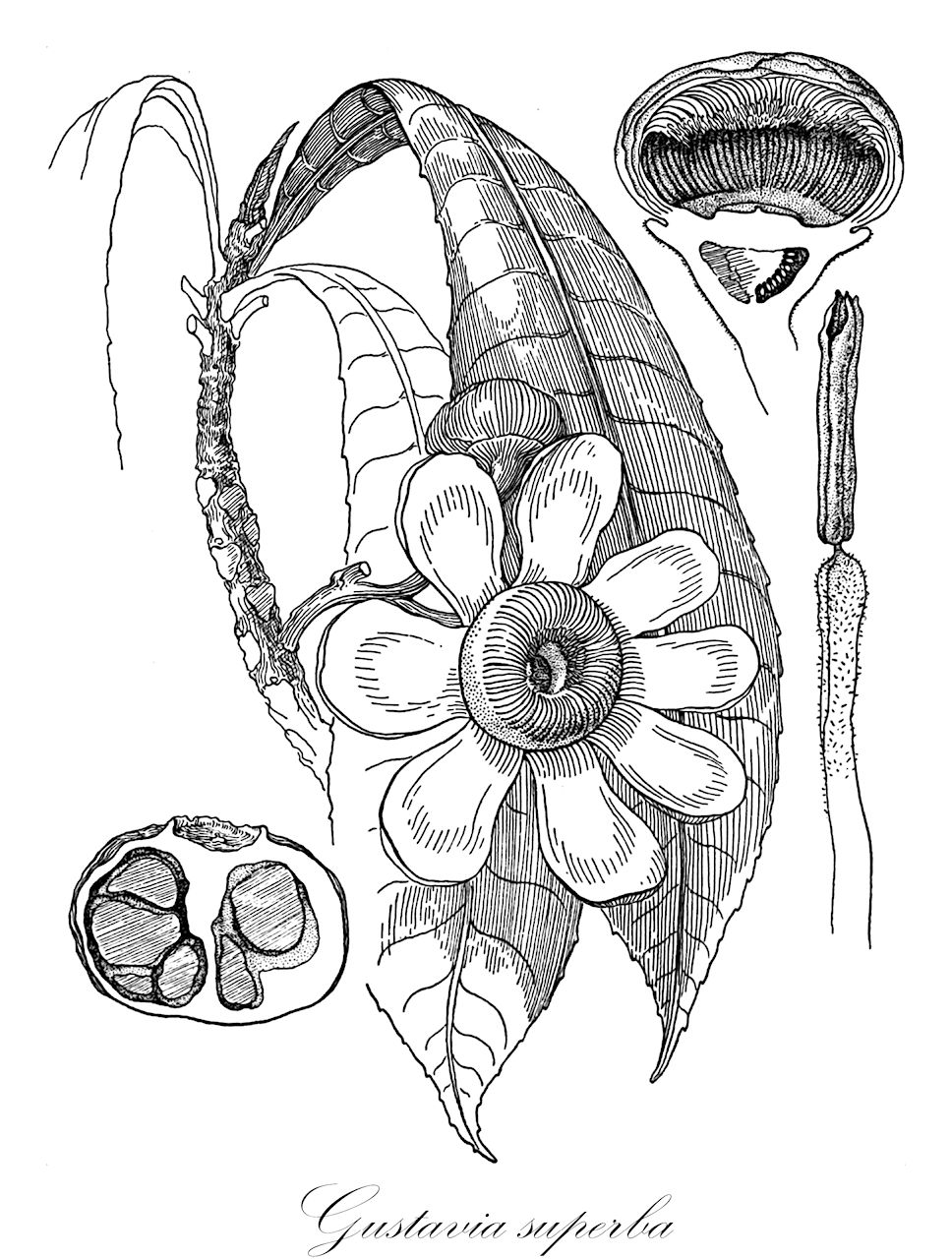 Gustavia superba - Lecythidaceae,Plantae,Pteridobiotina,Angiosperms,Ericales,Lecythidaceae,Gustavia,Gustavia superba,Gustavia superba var. salviniae, Japarandiba superba, Pirigara insignis, Pirigara superba