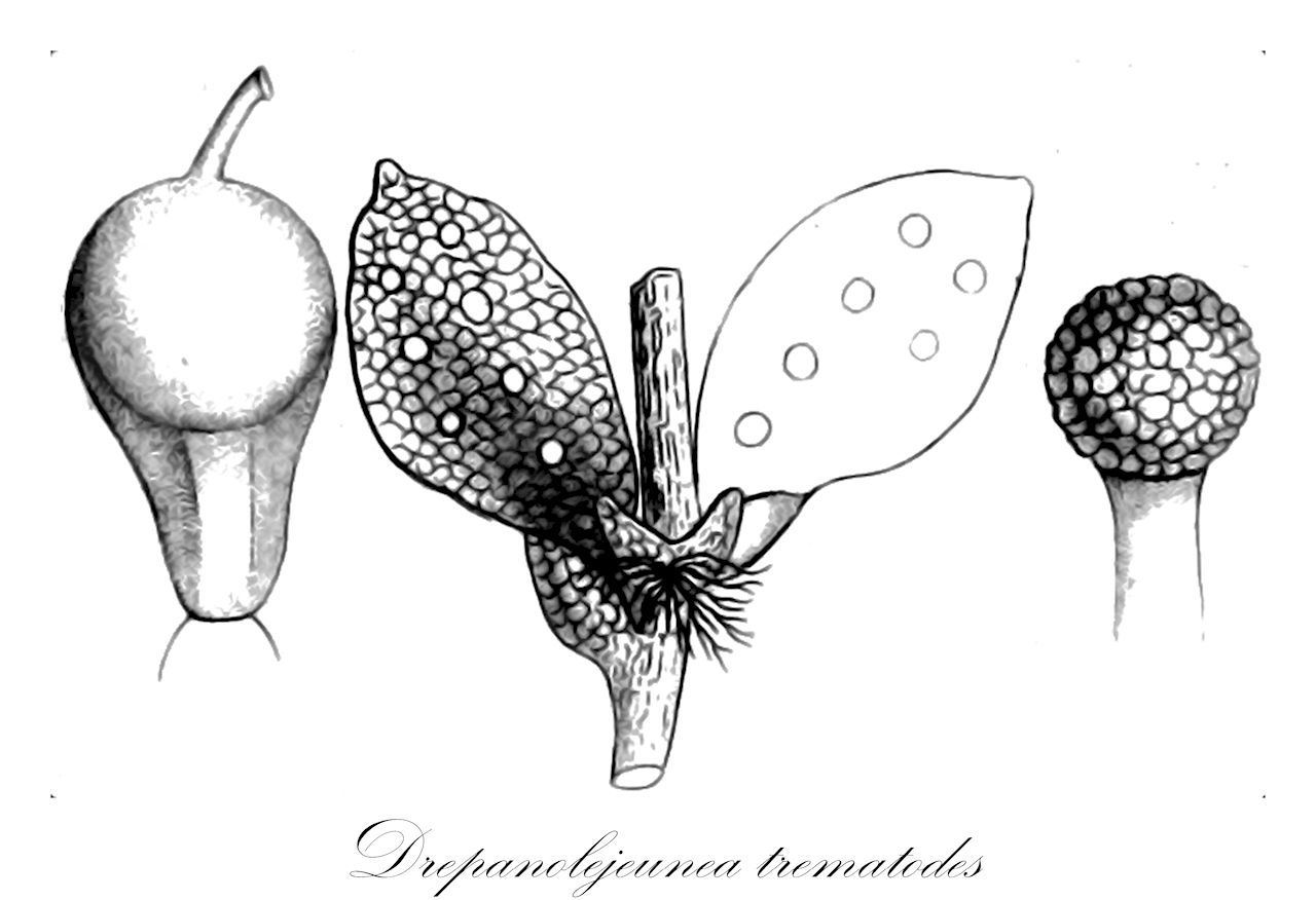 Drepanolejeunea trematodes - Lejeuneaceae,Plantae,Bryobiotina,Marchantiophyta,Jungermanniopsida,Jungermanniidae,Lejeuneales,Lejeuneaceae,Drepanolejeunea,Drepanolejeunea trematodes,Drepanolejeunea punctulata, Drepanolejeunea taxiophthalma, Lejeunea perforata, Lejeunea punctulata, Lejeunea trematodes, Leptolejeunea perforata, Leptolejeunea trematodes, Leptolejeunea triocellata