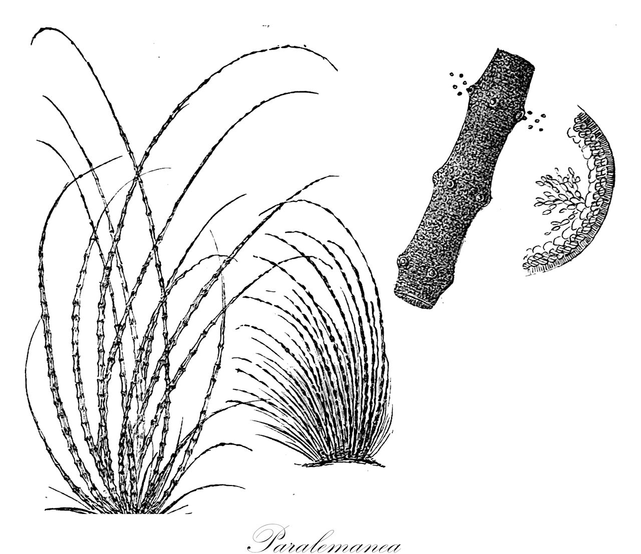 Paralemanea - Rhodophyta,Biota,Plantae,Rhodophyta,Eurhodophytina,Florideophyceae,Nemaliales,Lemaneaceae,Paralemanea