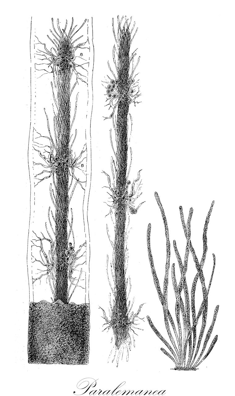 Paralemanea - Rubiaceae,Biota,Plantae,Rhodophyta,Eurhodophytina,Florideophyceae,Nemaliales,Lemaneaceae,Paralemanea