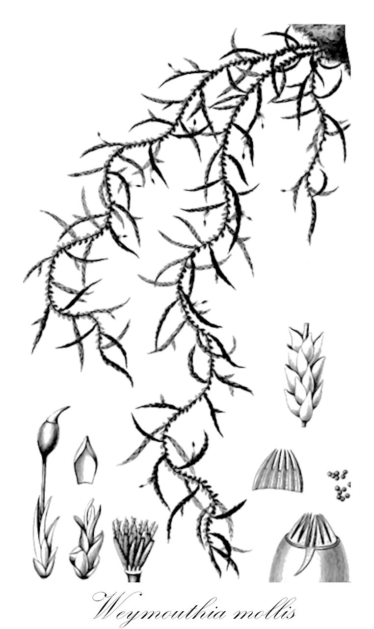 Weymouthia mollis - Lembophyllaceae,Plantae,Bryobiotina,Bryophyta,Bryopsida,Bryidae,Hypnanae,Hypnales,Lembophyllaceae,Weymouthia,Weymouthia mollis,Hypnum pacificum, Hypnum pendulum, Isothecium molle, Leskea mollis, Meteorium molle, Neckera cumingii, Neckera mollis, Pilotrichella cumingii, Pilotrichella mollis, Pilotrichella pallidicaulis, Pilotrichella weymouthii, Stereodon mollis