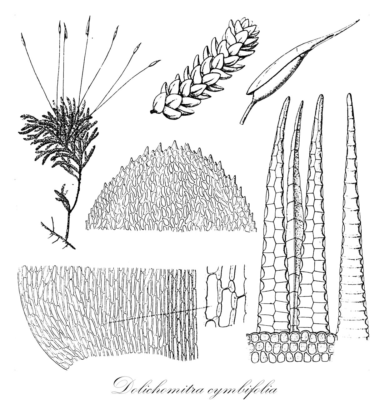 Dolichomitra cymbifolia - Lembophyllaceae,Plantae,Bryobiotina,Bryophyta,Bryopsida,Bryidae,Hypnanae,Hypnales,Lembophyllaceae,Dolichomitra,Dolichomitra cymbifolia,Isothecium cymbifolium, Porotrichum cymbifolium