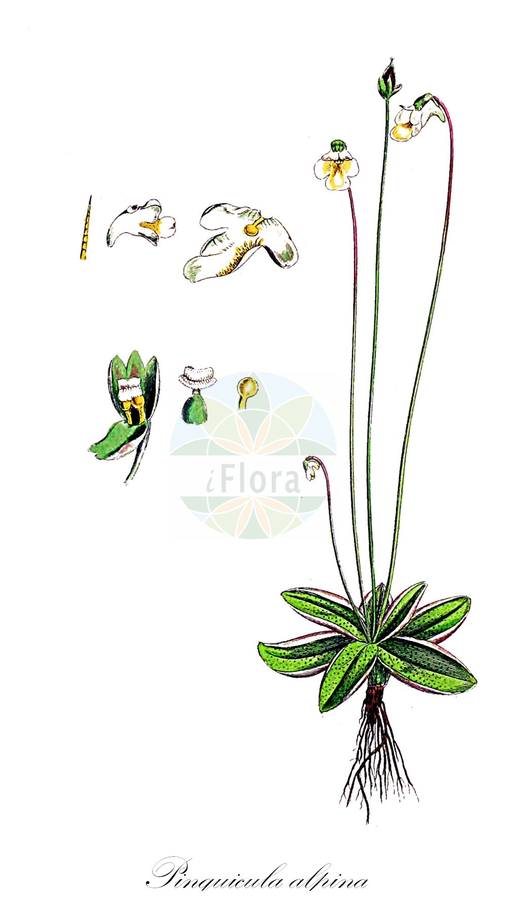 Pinguicula alpina - Lentibulariaceae,Plantae,Pteridobiotina,Angiosperms,Lamiales,Lentibulariaceae,Pinguicula,Pinguicula alpina,Pinguicula alba, Pinguicula albiflora var. villosa, Pinguicula alpestris, Pinguicula alpina subsp. gavei, Pinguicula alpina var. bimaculata, Pinguicula alpina var. flavescens, Pinguicula alpina var. flavescens, Pinguicula alpina var. gavei, Pinguicula alpina var. gavei, Pinguicula alpina var. lemaniana, Pinguicula alpina var. lenderi, Pinguicula alpina var. villosa, Pinguicula alpina var. villosa, Pinguicula auricolor, Pinguicula brachyloba, Pinguicula flavescens, Pinguicula gelida, Pinguicula pallida, Pinguicula purpurea,Alpen-Fettkraut;Alpen-Fettblatt;alpine butterwort;Grassette des Alpes;grassette blanche des Alpes;tiraña alpina;Erba unta bianca;erba-unta bianca;жирянка альпийская;tiranya alpina;planinska tustica;fjälltätört;tłutosz alpejski;alpska mastnica;havasi hízóka;товстянка альпійська;alpi võipätakas;alpu kreimule;fjellettegras;valkoyökönlehti;gāo shān bǔ chóng jǐn;高山捕虫堇
