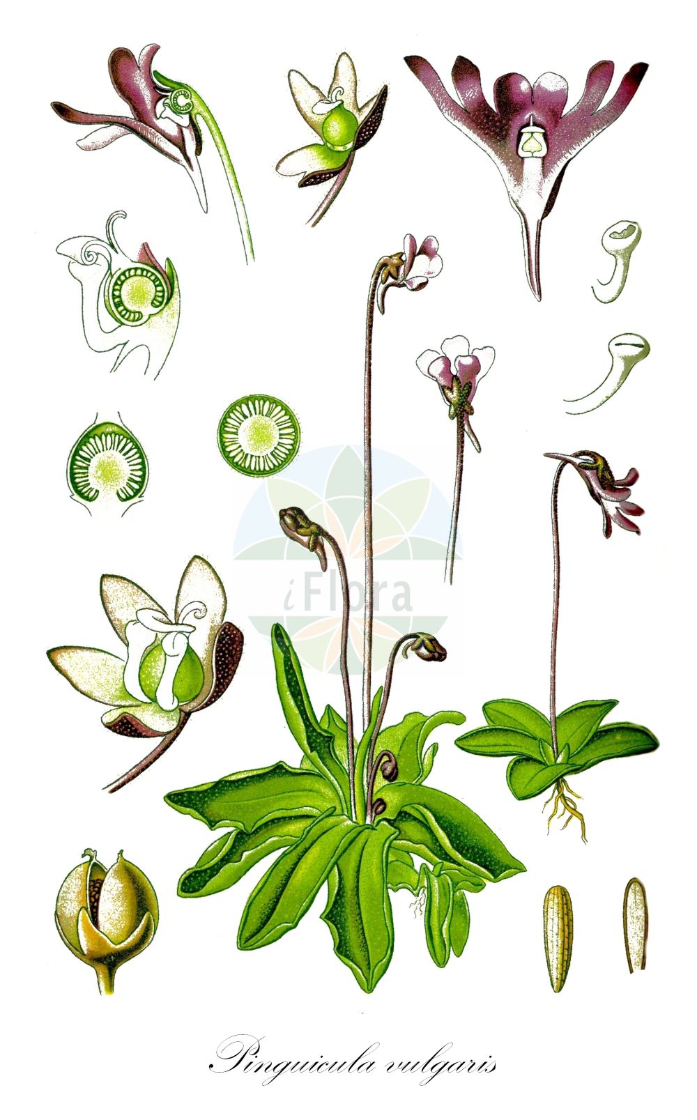 Pinguicula vulgaris - Lentibulariaceae,Plantae,Pteridobiotina,Angiosperms,Lamiales,Lentibulariaceae,Pinguicula,Pinguicula vulgaris,Pinguicula arctica, Pinguicula bicolor, Pinguicula bicolor f. gorcensis, Pinguicula bohemica, Pinguicula borealis, Pinguicula dostalii, Pinguicula gypsophila, Pinguicula norica, Pinguicula ovata, Pinguicula oxyptera, Pinguicula vulgaris f. albida, Pinguicula vulgaris f. bicolor, Pinguicula vulgaris f. brevicalcarata, Pinguicula vulgaris f. coerulescens, Pinguicula vulgaris f. macrantha, Pinguicula vulgaris f. micrantha, Pinguicula vulgaris f. semiflava, Pinguicula vulgaris prol. alpicola, Pinguicula vulgaris subsp. alpicola, Pinguicula vulgaris subsp. anzalonei, Pinguicula vulgaris subsp. bicolor, Pinguicula vulgaris subsp. bohemica, Pinguicula vulgaris subsp. ernica, Pinguicula vulgaris subsp. vestina, Pinguicula vulgaris subvar. major, Pinguicula vulgaris subvar. sixtina, Pinguicula vulgaris var. albida, Pinguicula vulgaris var. alpestris, Pinguicula vulgaris var. alpicola, Pinguicula vulgaris var. bicolor, Pinguicula vulgaris var. bohemica, Pinguicula vulgaris var. coerulea, Pinguicula vulgaris var. gaveana, Pinguicula vulgaris var. gypsophila, Pinguicula vulgaris var. macrantha, Pinguicula vulgaris var. minor, Pinguicula vulgaris var. obtusa, Pinguicula vulgaris var. obtusata, Pinguicula vulgaris var. obtusata, Pinguicula vulgaris var. pallida, Pinguicula vulgaris var. pratensis, Pinguicula vulgaris var. sixtina, Pinguicula vulgaris var. tenuior, Pinguicula vulgaris var. uliginosa, Pinguicula vulgaris var. vulgaris,Echtes Fettkraut;Gewöhnliches Fettkraut;Gemeines Fettblatt;common butterwort;beanweed;butterwort;Grassette commune;grassette vulgaire;atrapamoscas;grasilla;tiraña;Erba unta comune;erba dei tagli;erba-unta comune;vetblad;жирянка двуцветная;жирянка обыкновенная;tiranya;viola d'aigua;tustica kukcolovka;tätört;almindelig vibefedt;vibefedt;tłutosz pospolity;mushitorisumire;ムシトリスミレ;navadna mastnica;feketefenyő;tučnice obecná;tučnica obyčajná;товстянка двоколірна;товстянка звичайна;harilik võipātakas;parastā kreimule;tettegras;siniyökönlehti;lyfjagras;дебељача;paprastoji tuklė