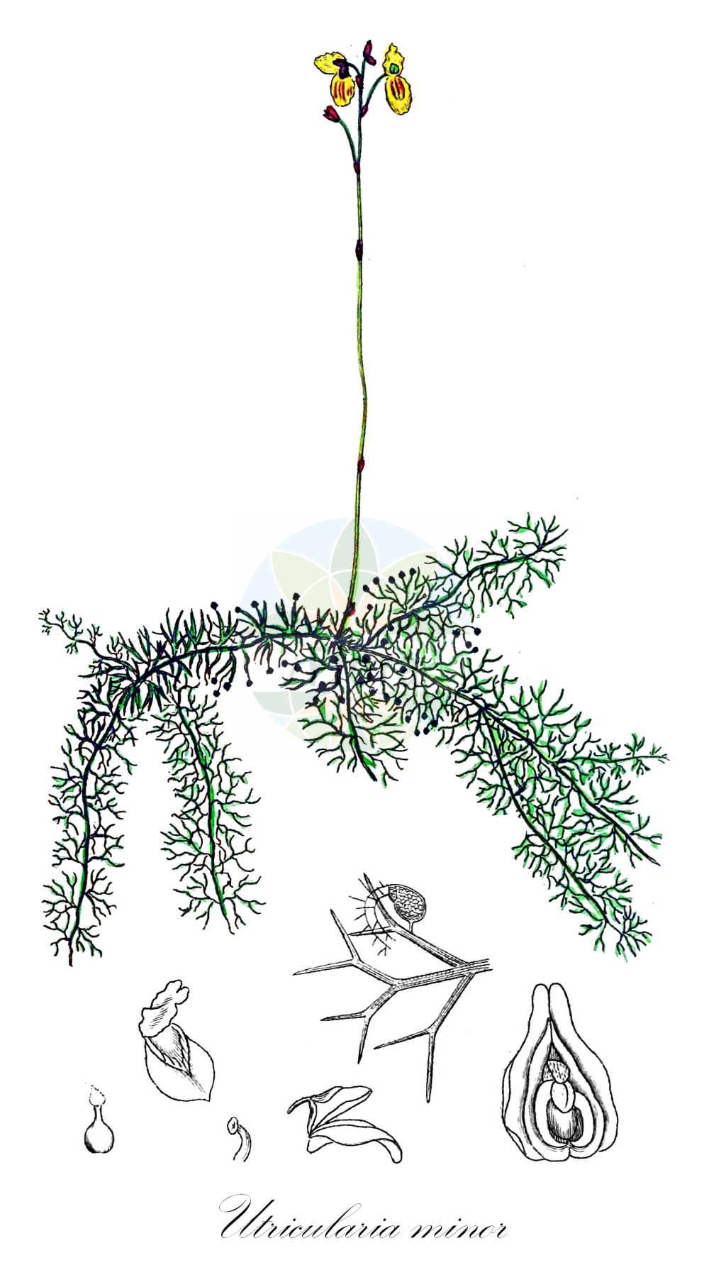 Utricularia minor - Lentibulariaceae,Plantae,Pteridobiotina,Angiosperms,Lamiales,Lentibulariaceae,Utricularia,Utricularia minor,Lentibularia minor, Utricularia minor f. natans, Utricularia minor f. platyloba, Utricularia minor f. stricta, Utricularia minor f. terrestris, Utricularia minor var. platyloba, Utricularia nepalensis, Utricularia rogersiana, Xananthes minor,Kleiner Wasserschlauch;lesser bladderwort;Petite utriculaire;utriculaire fluette;utriculaire mineure;Erba vescica minore;erba pinnata;erba-vescica minore;moeras distel;klein blaasjeskruid;пузырчатка малая;gerede sumiğferi;utrikularie;mala mješinka;dvärgbläddra;liden blærerod;pływacz drobny;pływacz mniejszy;mala mešinka;kis rence;bublinatka menší;bublinatka menšia;пухирник малий;дребна мехурка;väïke vesihernes;mazā pūslene;småblærerot;pikkuvesiherne;blöðrujurt;mažasis skendenis;xì yè lí zǎo;细叶狸藻
