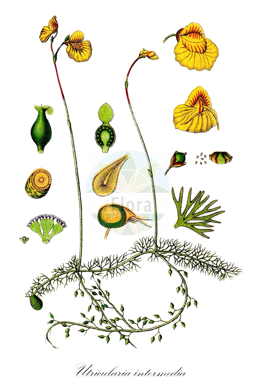 Utricularia intermedia - Lentibulariaceae,Plantae,Pteridobiotina,Angiosperms,Lamiales,Lentibulariaceae,Utricularia,Utricularia intermedia,Lentibularia intermedia, Utricularia alpina, Utricularia grafiana, Utricularia intermedia var. terrestries, Utricularia media, Utricularia millefolia,Mittlerer Wasserschlauch;intermediate bladderwort;mountain bladderwort;flatleaf bladderwort;Utriculaire intermédiaire;Erba vescica intermedia;erba-vescica intermedia;moeras-droogbloem;middelst blaasjeskruid;plat blaasjeskruid;пузырчатка средняя;dybläddra;storlæbet blærerod;pływacz pośredni;pływacz średni;srednja mešinka;kis rence;bublinatka prostřední;bublinatka prostredná;пухирник середній;vahelmine vesihernes;vidējā pūslene;gytjeblærerot;rimpivesiherne;мешка;balinis skendenis