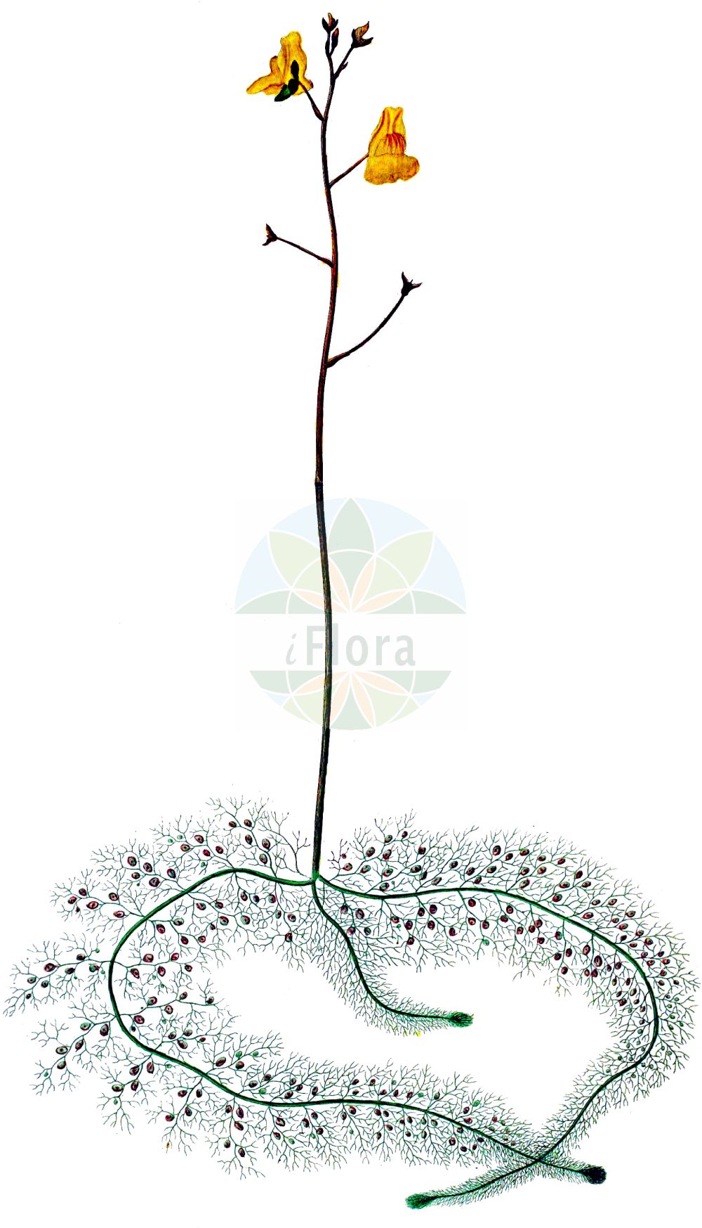 Utricularia australis - Lentibulariaceae,Plantae,Pteridobiotina,Angiosperms,Lamiales,Lentibulariaceae,Utricularia,Utricularia australis,Utricularia mairii, Utricularia protrusa,Südlicher Wasserschlauch;Verkannter Wasserschlauch;Übersehener Wasserschlauch;bladderwort;western bladderwort;Utriculaire méridionale;grande utriculaire;utriculaire australe;utriculaire citrine;utriculaire élevée;utriculaire négligée;lentibularia común;Erba vescica delle risaie;erba-vescica delle risaie;loos blaasjeskruid;пузырчатка японская;пузырчатка южная;durgun sumiğferi;južnjačka mješinka;sydbläddra;slank blærerod;pływacz zachodni;pływacz zaniedbany;tanukimo;タヌキモ;pongyola rence;bublinatka jižní;bublinatka nebadaná;южна мехурка;lõuna-vesihernes;vrangblærerot;lännenvesiherne;мехурача;nodid hammayim;נֹאדִיד הַמַּיִם;dienvidu pūslenu