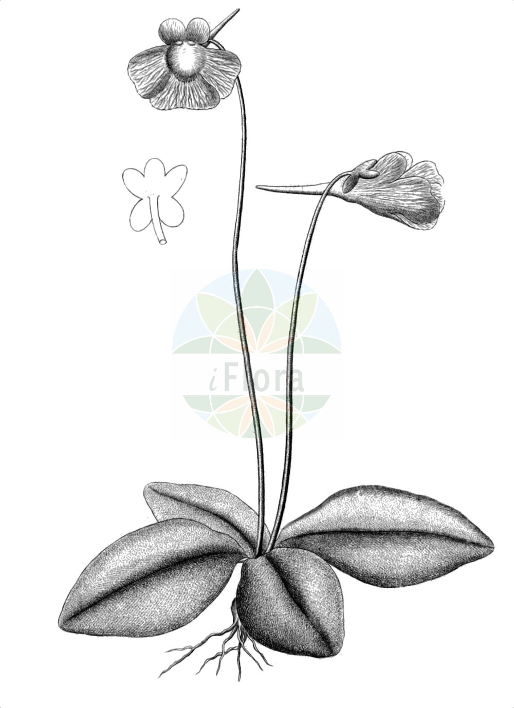 Pinguicula grandiflora - Lentibulariaceae,Plantae,Pteridobiotina,Angiosperms,Lamiales,Lentibulariaceae,Pinguicula,Pinguicula grandiflora,Pinguicula vulgaris f. grandiflora, Pinguicula vulgaris subsp. grandiflora, Pinguicula vulgaris var. grandiflora,Großblütiges Fettkraut;Grossblütiges Fettblatt;large-flowered butterwort;Grassette à grandes fleurs;flor de las fuentes;grasilla;grasilla de flor grande;tiraña;tirañuela;violeta de agua;erba unta con grandi fiori;жирянка крупноцветковая;herba de talls;viola d'aigua de flor grossa;nagyvirágú hízóka;tučnice velkokvětá;tučnica veľkokvetá