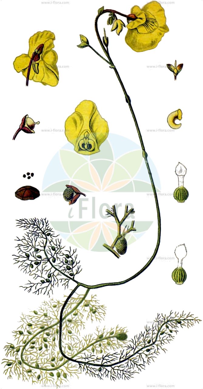 Utricularia vulgaris - Lentibulariaceae,Plantae,Pteridobiotina,Angiosperms,Lamiales,Lentibulariaceae,Utricularia,Utricularia vulgaris,Lentibularia major, Lentibularia vulgaris, Utricularia biseriata, Utricularia major, Utricularia officinalis, Utricularia vulgaris f. platyloba, Utricularia vulgaris subsp. major, Utricularia vulgaris subsp. minor, Utricularia vulgaris subsp. vulgaris, Utricularia vulgaris var. major, Utricularia vulgaris var. minor, Utricularia vulgaris var. typica,Gewöhnlicher Wasserschlauch;Echter Wasserschlauch;Gemeiner Wasserschlauch;greater bladderwort;common bladderwort;Utriculaire commune;utriculaire vulgaire;lentibularia;Erba vescica comune;erba vescia;erba-vescica comune;blaasjeskruid;groot blaasjeskruid;utriculária;пузырчатка обыкновенная;sumiğferi;utrikularia e rëndomte;utrikularie;utriculària;obična mješinka;vattenbläddra;almindelig blærerod;pływacz zwyczajny;navadna mešinka;közönséges rence;bublinatka obecná;otrățel;bublinatka obyčajná;пухирник звичайний;обикновена мехурка;harilik vesihernes;parastā pūslene;storblærerot;isovesiherne;мешинка;paprastasis skendenis;lí zǎo;狸藻