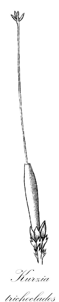 Kurzia trichoclados - Lepidoziaceae,Plantae,Bryobiotina,Marchantiophyta,Jungermanniopsida,Jungermanniidae,Lepidoziales,Lepidoziaceae,Kurzia,Kurzia trichoclados,Jungermannia setacea f. tamariscina, Lepidozia setacea subsp. trichoclados, Lepidozia trichoclados, Lepidozia trichoclados f. densa, Lepidozia trichoclados f. laxa, Lepidozia trichoclados f. trichoclados, Microlepidozia trichoclados, Telaranea trichoclados