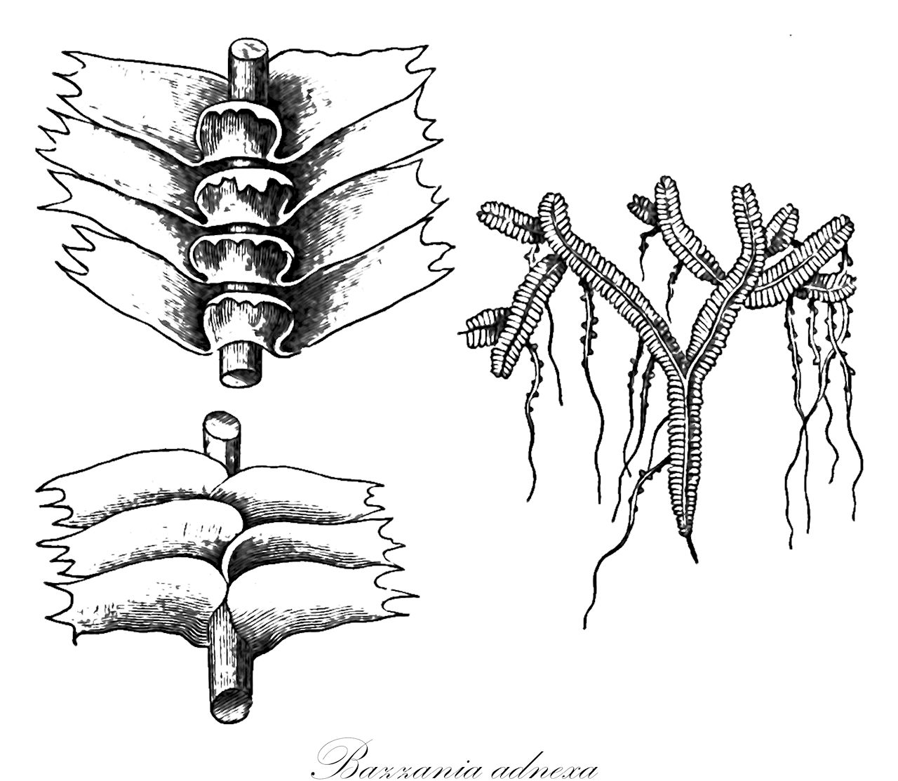 Bazzania adnexa - Lepidoziaceae,Plantae,Bryobiotina,Marchantiophyta,Jungermanniopsida,Jungermanniidae,Lepidoziales,Lepidoziaceae,Bazzania,Bazzania adnexa,Bazzania adnexa f. adnexa, Bazzania baileyana, Bazzania lacerata, Bazzania novaehollandiae, Bazzania semicordata, Bazzania sieberiana, Herpetium adnexum, Jungermannia adnexa, Jungermannia novae-hollandiae, Mastigobryum adnexum, Mastigobryum adnexum f. adnexum, Mastigobryum adnexum f. brevilobum, Mastigobryum adnexum f. exarmatum, Mastigobryum baileyanum, Mastigobryum compactum, Mastigobryum heterodontum, Mastigobryum involutum var. elongatum, Mastigobryum kirkianum, Mastigobryum laceratum, Mastigobryum macroamphigastrum, Mastigobryum macrodontum, Mastigobryum nitens, Mastigobryum novae-hollandiae, Mastigobryum novae-hollandiae f. abnorme, Mastigobryum novaehollandiae f. adnexum, Mastigobryum novae-hollandiae f. argutum, Mastigobryum novae-hollandiae f. belangerianum, Mastigobryum novae-hollandiae f. deflexum, Mastigobryum novae-hollandiae f. erectum, Mastigobryum novae-hollandiae f. exesum, Mastigobryum novae-hollandiae f. flagellare, Mastigobryum novae-hollandiae f. intermedium, Mastigobryum novae-hollandiae f. laxius, Mastigobryum novae-hollandiae f. mascarenum, Mastigobryum novae-hollandiae f. serrulatum, Mastigobryum olivaceum, Mastigobryum parasiticum, Mastigobryum polyodon, Mastigobryum semicordatum, Mastigobryum sieberianum, Mastigobryum vulcanicum, Pleuroschisma adnexum