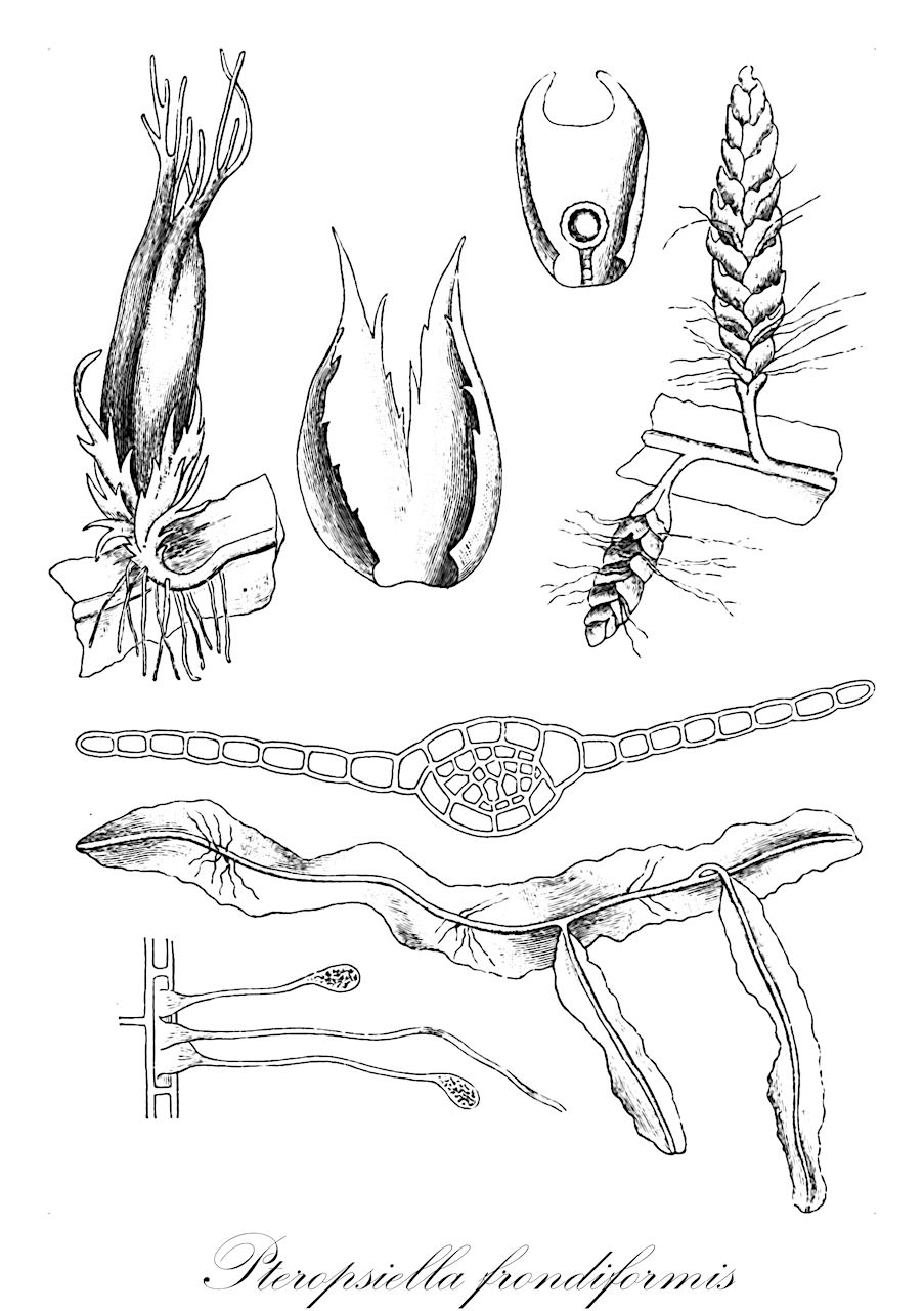 Pteropsiella frondiformis - Lepidoziaceae,Plantae,Bryobiotina,Marchantiophyta,Jungermanniopsida,Jungermanniidae,Lepidoziales,Lepidoziaceae,Pteropsiella,Pteropsiella frondiformis,Cephalozia frondiformis