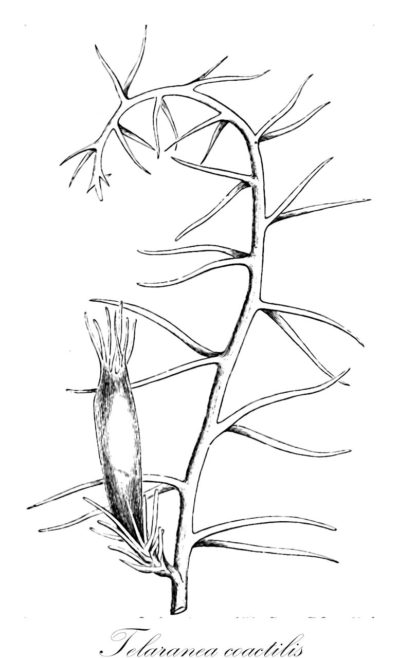 Telaranea coactilis - Lepidoziaceae,Plantae,Bryobiotina,Marchantiophyta,Jungermanniopsida,Jungermanniidae,Lepidoziales,Lepidoziaceae,Telaranea,Telaranea coactilis,Arachniopsis coactilis, Arachniopsis coactilis var. coactilis, Arachniopsis madagascariensis