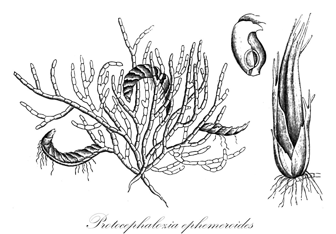 Protocephalozia ephemeroides - Lepidoziaceae,Plantae,Bryobiotina,Marchantiophyta,Jungermanniopsida,Jungermanniidae,Lepidoziales,Lepidoziaceae,Protocephalozia,Protocephalozia ephemeroides,Cephalozia ephemeroides