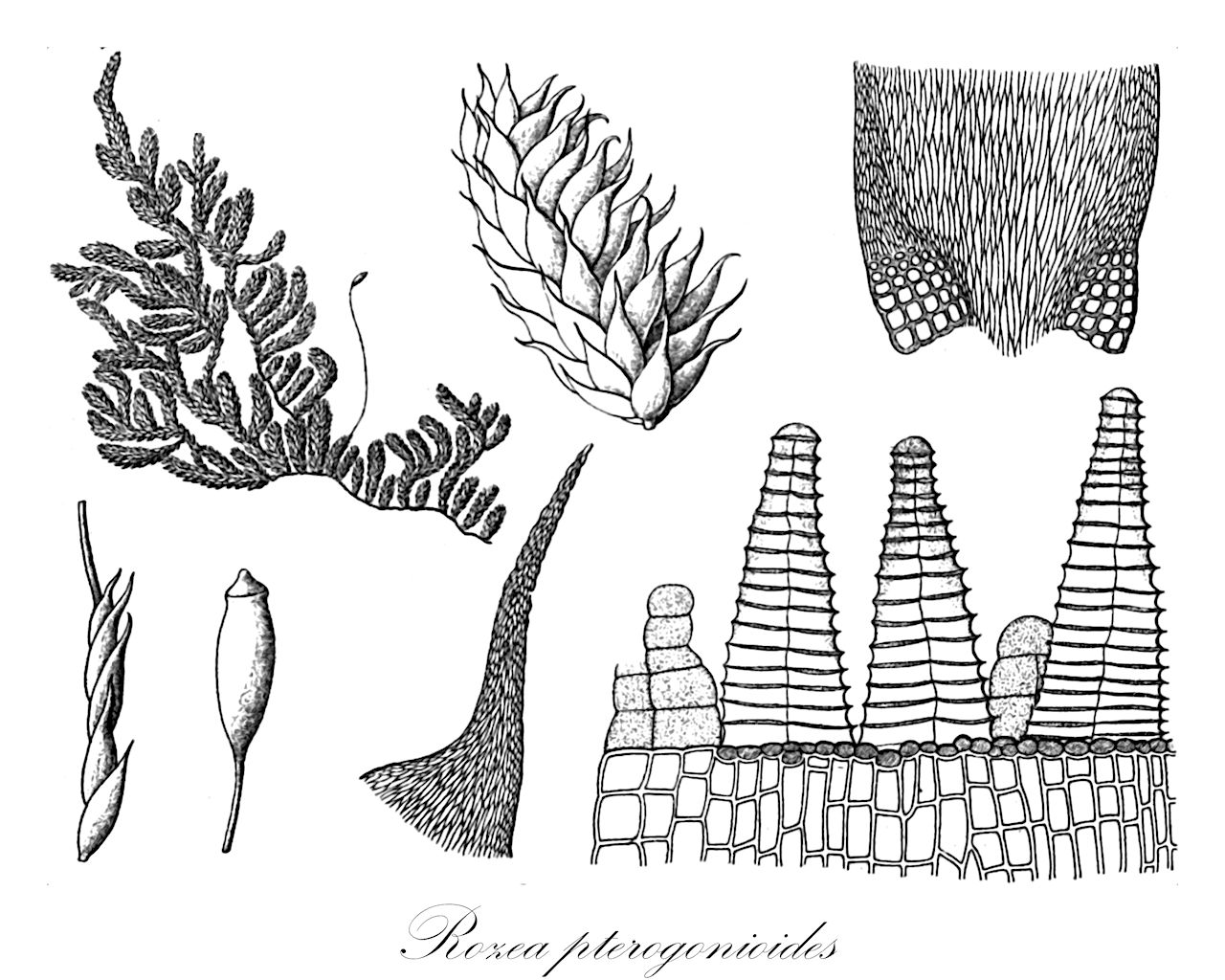 Rozea pterogonioides - Leskeaceae,Plantae,Bryobiotina,Bryophyta,Bryopsida,Bryidae,Hypnanae,Hypnales,Leskeaceae,Rozea,Rozea pterogonioides,Clastobryum excavatum, Gammiella pterogonioides, Hypnum pterogonioides, Leskea pterogonioides, Rozea myura
