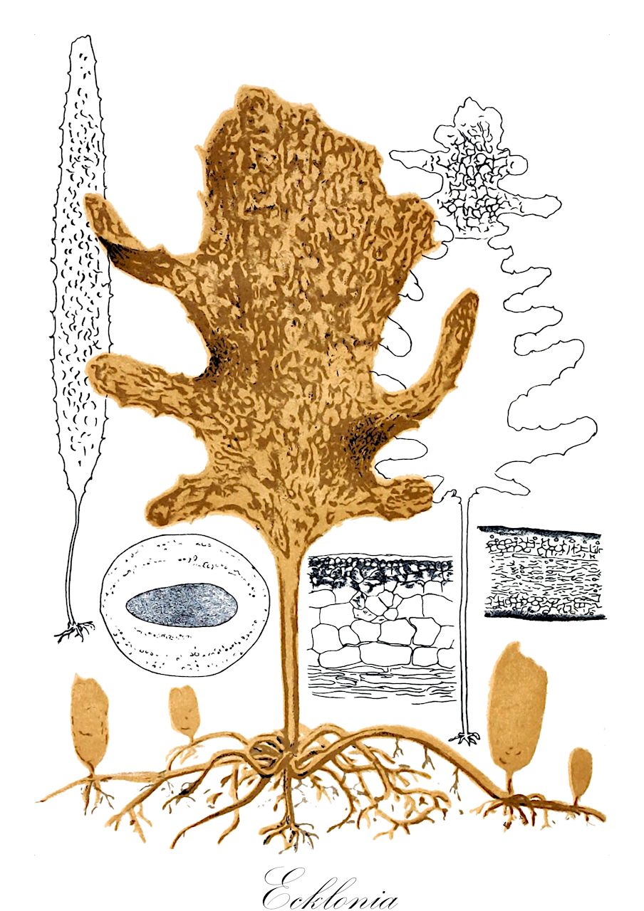 Ecklonia - Ochrophyta,Biota,Chromista,Ochrophyta,Phaeophyceae,Laminariales,Lessoniaceae,Ecklonia