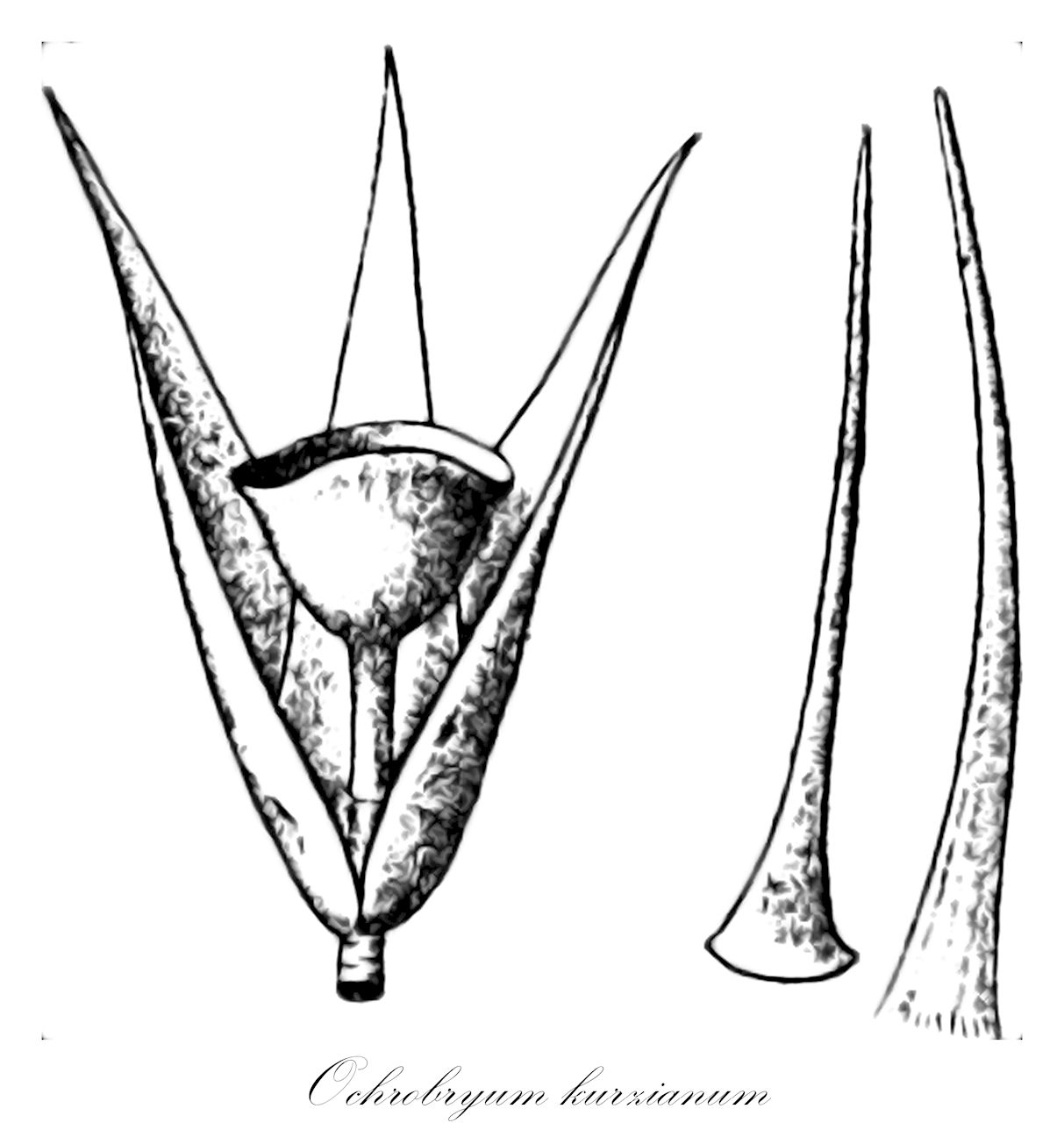 Ochrobryum kurzianum - Leucobryaceae,Plantae,Bryobiotina,Bryophyta,Bryopsida,Dicranidae,Archidiales,Leucobryaceae,Ochrobryum,Ochrobryum kurzianum,Ochrobryum nepalense, Ochrobryum parishii