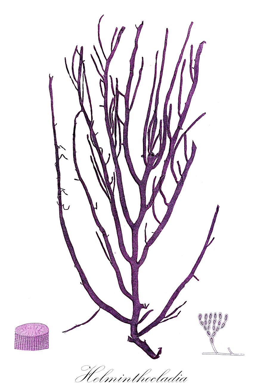 Helminthocladia - Liagoraceae,Biota,Plantae,Rhodophyta,Eurhodophytina,Florideophyceae,Nemaliales,Liagoraceae,Helminthocladia,Dorella
