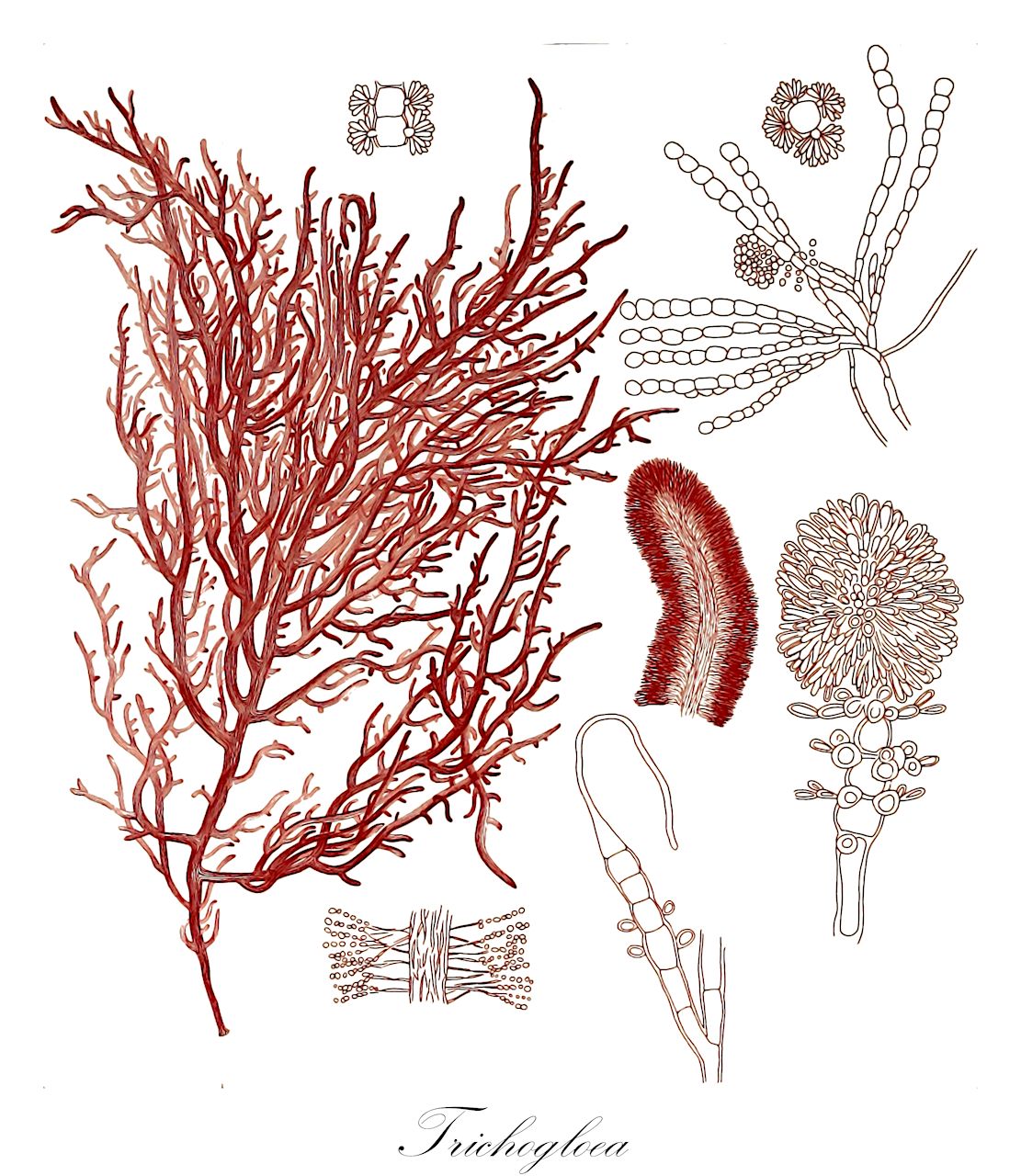 Trichogloea - Rhodophyta,Biota,Plantae,Rhodophyta,Eurhodophytina,Florideophyceae,Nemaliales,Liagoraceae,Trichogloea