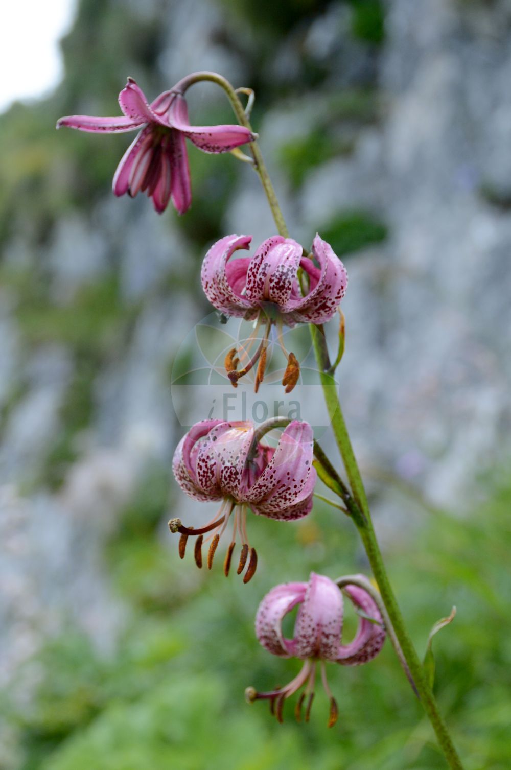 Lilium martagon - Liliaceae,Plantae,Pteridobiotina,Angiosperms,Liliales,Liliaceae,Lilium,Lilium martagon,Lilium martagon subsp. caucasicum, Lilium versicolor,Türkenbund-Lilie;Türkenbund;martagon lily;turk's cap lily;Lis martagon;lis de Catherine;petit lis du calvaire;ajo del antojil;azucena silvestre;flor de un dia;lirio amarillo;lirio bravo;lirio navarro;lirio silvestre;martagón común;samarro;Giglio martagone;turkse lelie;martagão;cangorea;lírio-amarelo;lírio-martagão;lírio-mártago;perendós;prendoa;prendoso;лилия саранка;царские кудри;sultan zambağı;zambak;consolva;herba de nuar l'os;lliri de bosc;lliri morat;marcòlic;marcòlic vermell;marcorís;zlatan;krollilja;krans-lilje;lilia złotogłów;turška lilija;zlati klobuk;turbánliliom;lilie zlatohlavá;crin de padure;ľalia zlatohlavá;лілія лісова;петров кръст;kirju liilia;martagonlilija;krøll-lilje;varjolija;miškinė lelija;xīn jiāng bǎi hé;新疆百合