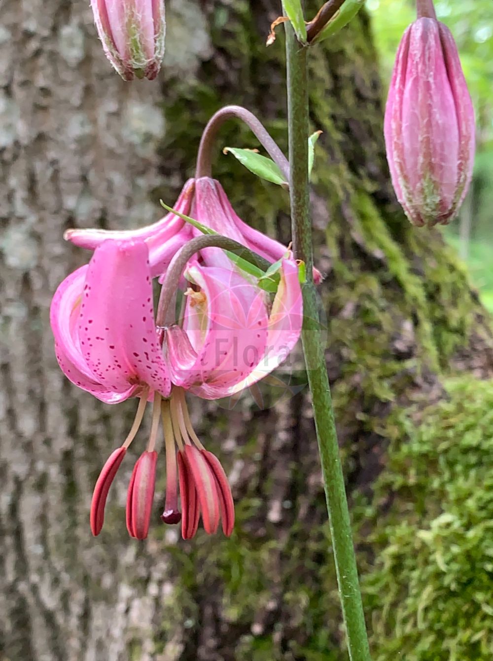 Lilium martagon - Liliaceae,Plantae,Pteridobiotina,Angiosperms,Liliales,Liliaceae,Lilium,Lilium martagon,Lilium martagon subsp. caucasicum, Lilium versicolor,Türkenbund-Lilie;Türkenbund;martagon lily;turk's cap lily;Lis martagon;lis de Catherine;petit lis du calvaire;ajo del antojil;azucena silvestre;flor de un dia;lirio amarillo;lirio bravo;lirio navarro;lirio silvestre;martagón común;samarro;Giglio martagone;turkse lelie;martagão;cangorea;lírio-amarelo;lírio-martagão;lírio-mártago;perendós;prendoa;prendoso;лилия саранка;царские кудри;sultan zambağı;zambak;consolva;herba de nuar l'os;lliri de bosc;lliri morat;marcòlic;marcòlic vermell;marcorís;zlatan;krollilja;krans-lilje;lilia złotogłów;turška lilija;zlati klobuk;turbánliliom;lilie zlatohlavá;crin de padure;ľalia zlatohlavá;лілія лісова;петров кръст;kirju liilia;martagonlilija;krøll-lilje;varjolija;miškinė lelija;xīn jiāng bǎi hé;新疆百合