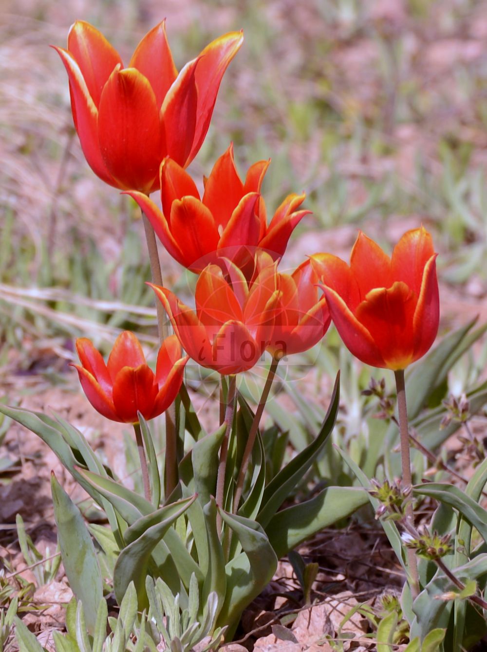 Tulipa suaveolens - Liliaceae,Plantae,Pteridobiotina,Angiosperms,Liliales,Liliaceae,Tulipa,Tulipa suaveolens,Tulipa gesneriana subsp. schrenkii, Tulipa gesneriana var. acutiflora, Tulipa hortulanorum, Tulipa monticola, Tulipa odoratissima, Tulipa oxypetala, Tulipa schrenkii, Tulipa splendens, Tulipa suaveolens var. bicolor, Tulipa suaveolens var. pluriflora, Tulipa turcarum, Tulipa volgensis,Schrenk-Tulpe;тюльпан Геснера;тюльпан Гесснера;тюльпан душистый;тюльпан Шренка;тюльпан шренка